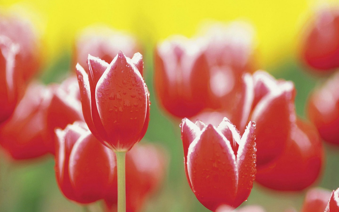 Обои тюльпаны, tulips разрешение 1920x1200 Загрузить