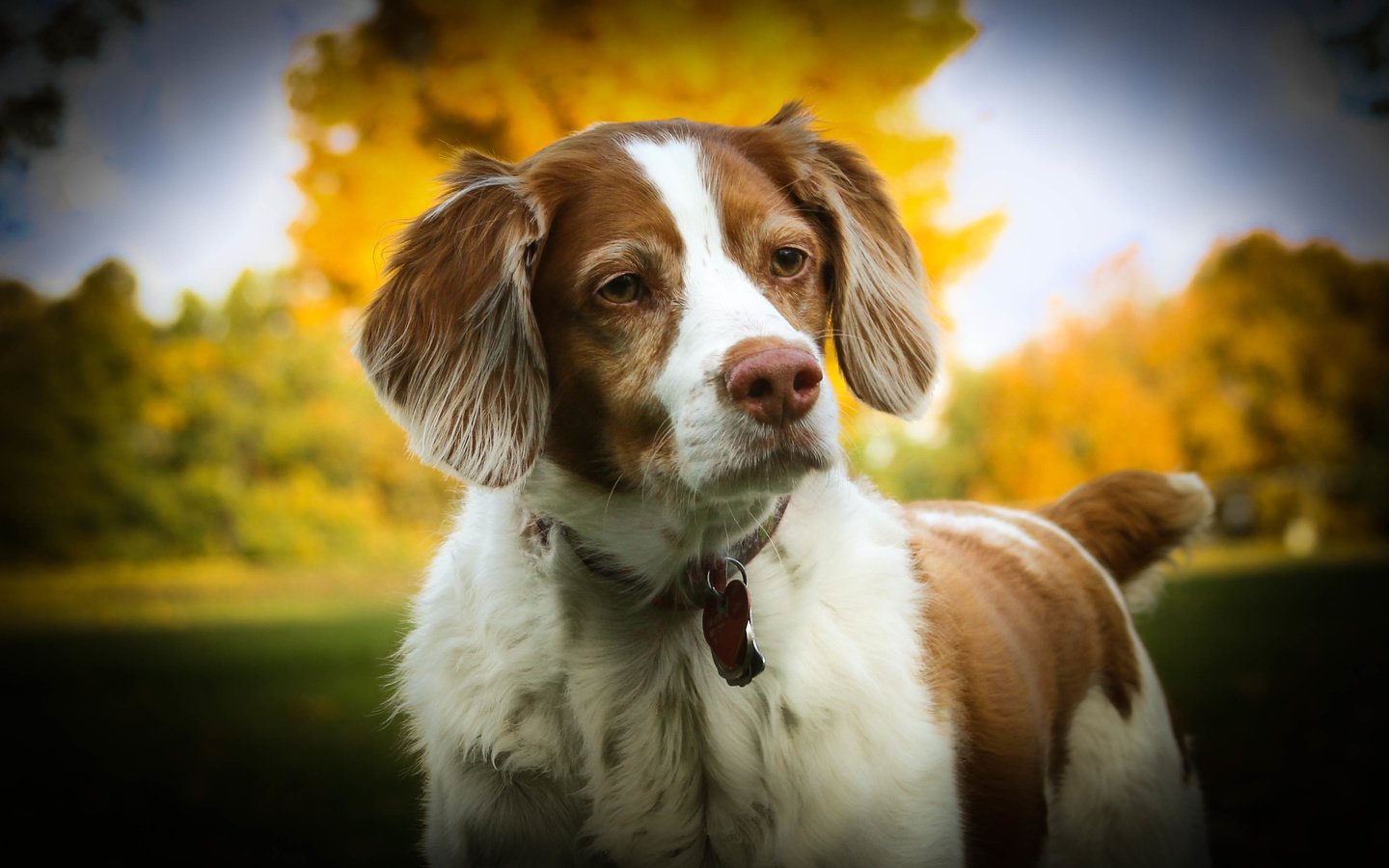 Обои собака, спаниель, dog, spaniel разрешение 3691x2461 Загрузить