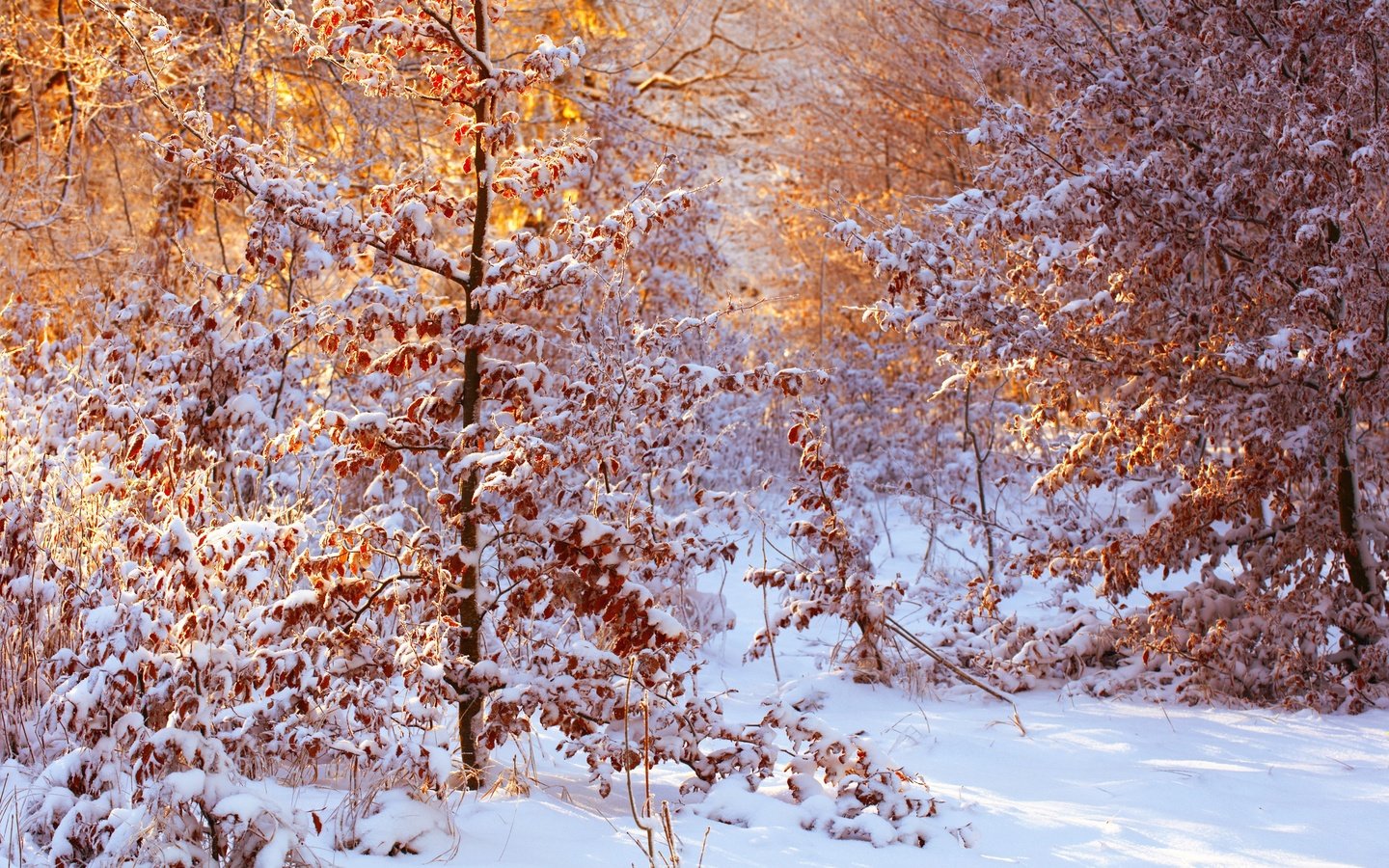 Обои снег, лес, листья, зима, солнечный свет, snow, forest, leaves, winter, sunlight разрешение 2500x1667 Загрузить