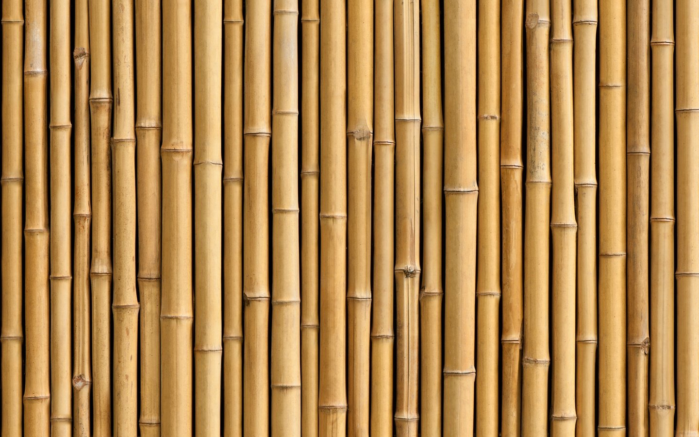 Обои бамбук, ствол, завод, bamboo, trunk, plant разрешение 6144x4088 Загрузить