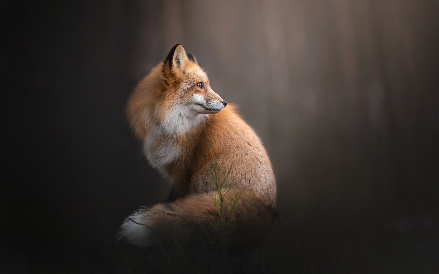Обои фон, рыжая, лиса, лисица, боке, background, red, fox, bokeh разрешение 2048x1365 Загрузить