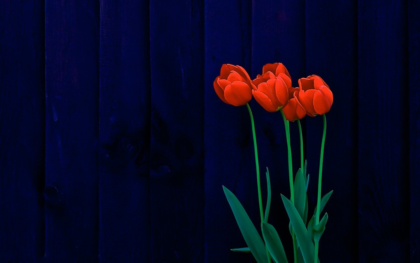 Обои цветы, тюльпаны, поверхность, синий фон, деревянная, flowers, tulips, surface, blue background, wooden разрешение 2286x1504 Загрузить