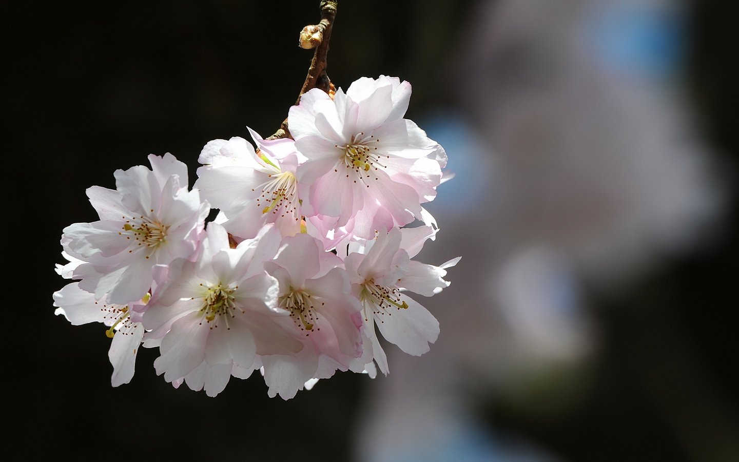 Обои природа, цветение, лепестки, весна, вишня, сакура, nature, flowering, petals, spring, cherry, sakura разрешение 4036x2272 Загрузить