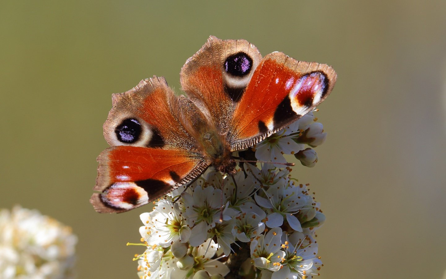 Обои насекомое, бабочка, животное, цветки, insect, butterfly, animal, flowers разрешение 4104x2767 Загрузить