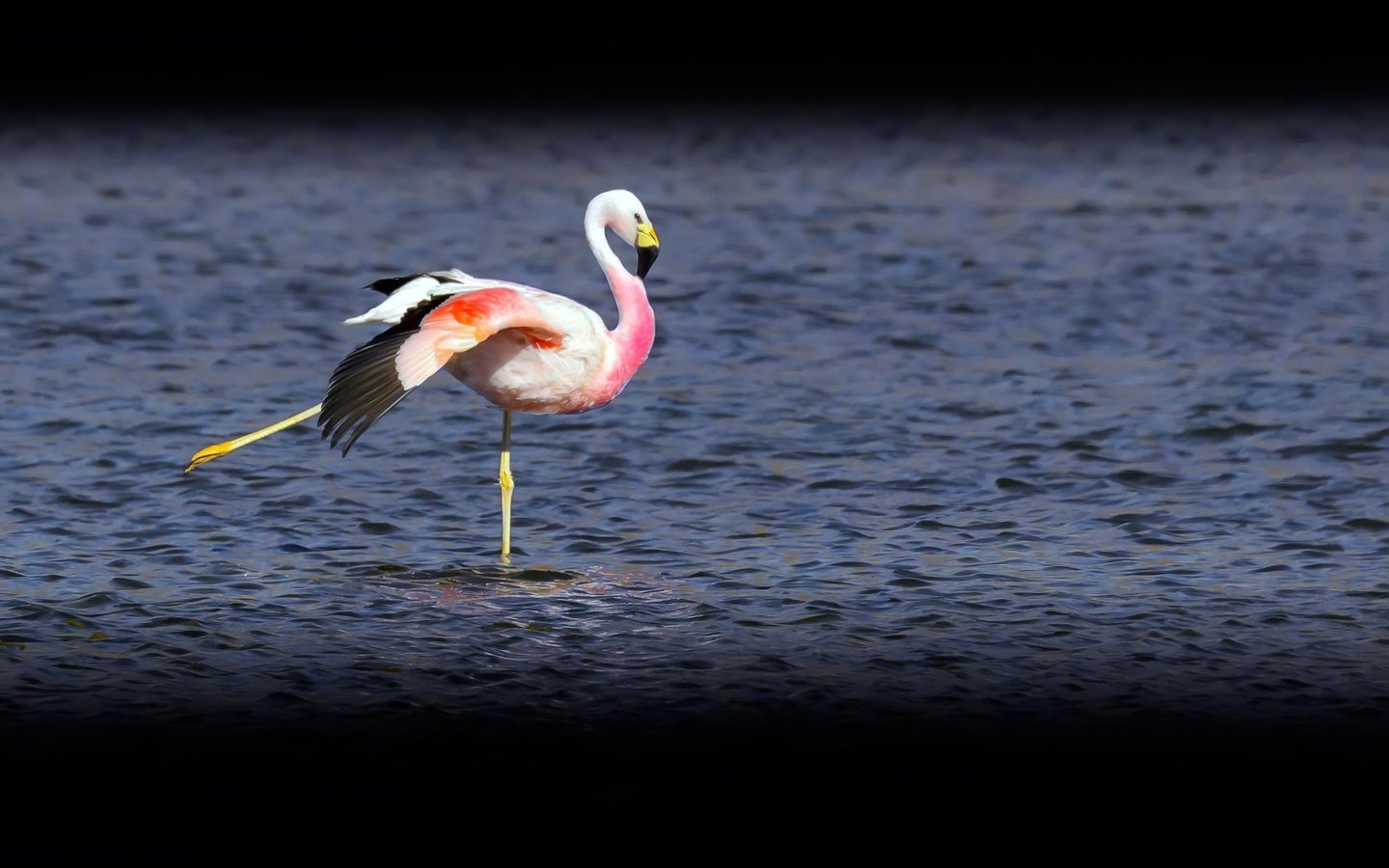 Обои озеро, фламинго, птица, lake, flamingo, bird разрешение 2048x1296 Загрузить