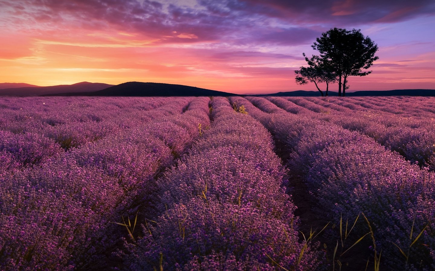 Обои цветы, деревья, вечер, природа, закат, поле, лаванда, за, flowers, trees, the evening, nature, sunset, field, lavender, for разрешение 2048x1306 Загрузить