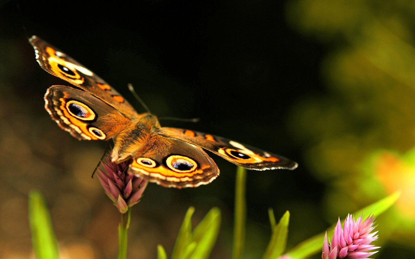 Обои цветы, макро, насекомое, бабочка, размытость, flowers, macro, insect, butterfly, blur разрешение 2560x1600 Загрузить