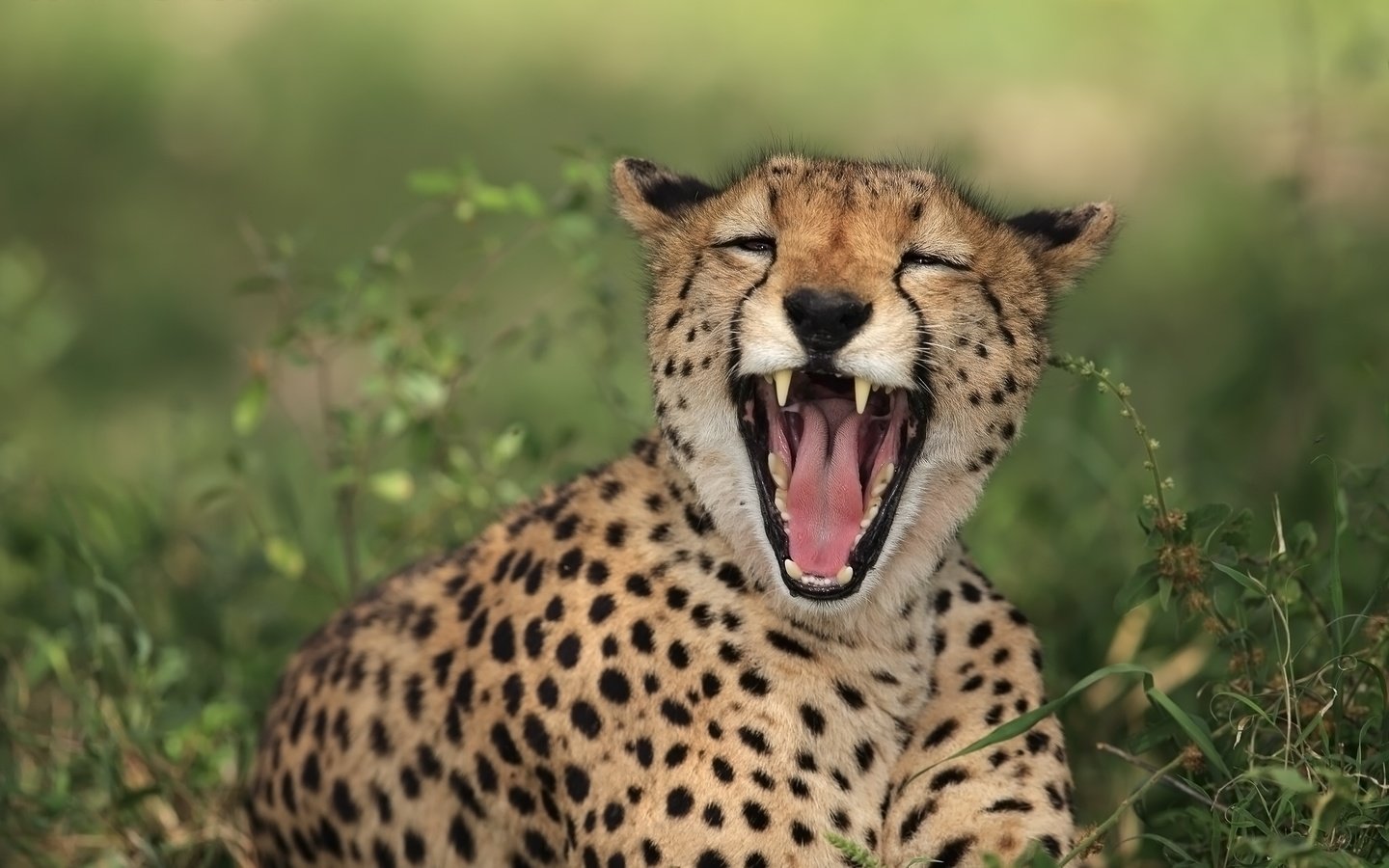 Обои кошка, пятна, хищник, зубы, пасть, гепард, cat, spot, predator, teeth, mouth, cheetah разрешение 2048x1280 Загрузить
