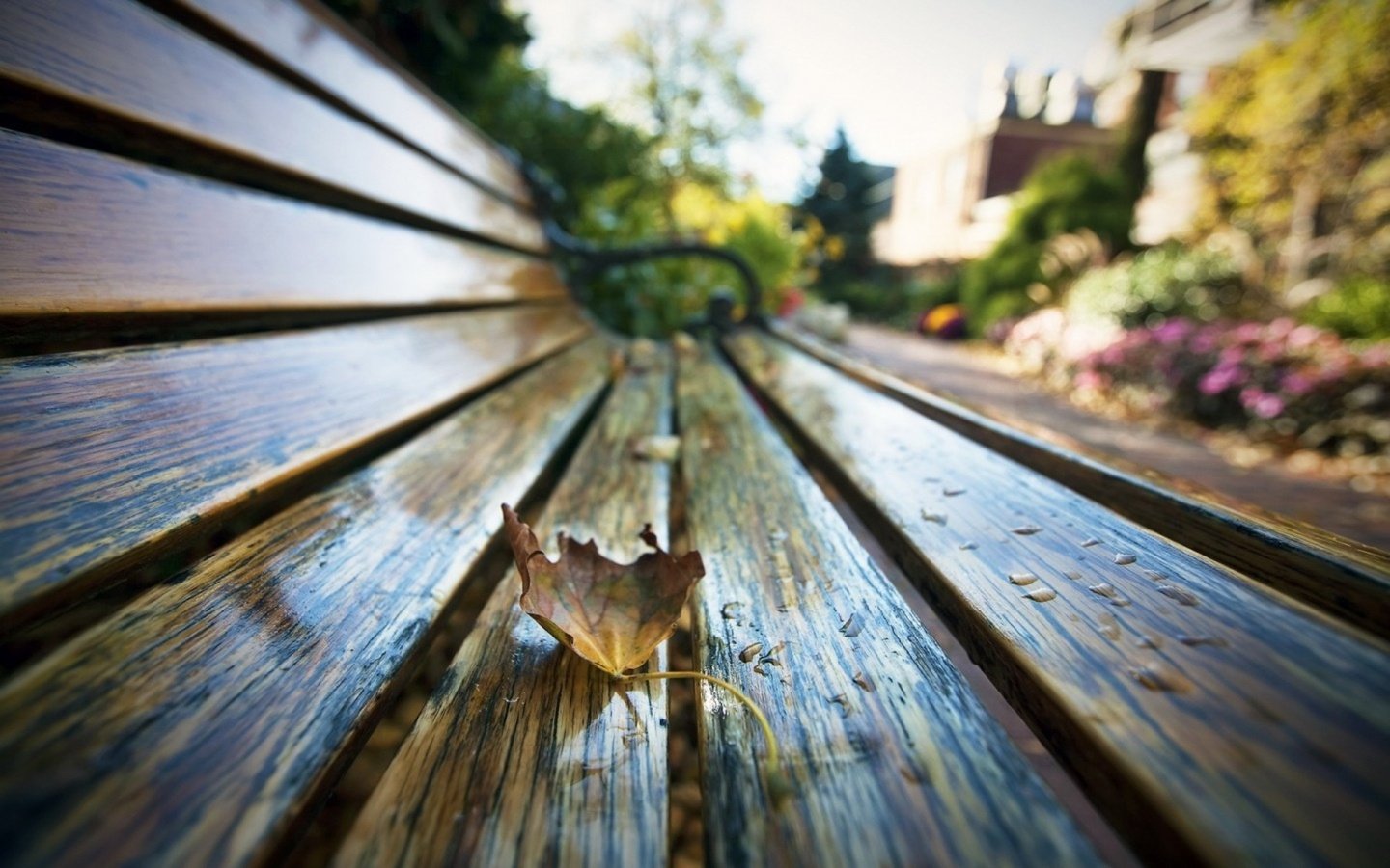 Обои макро, парк, капли, осень, лист, скамейка, macro, park, drops, autumn, sheet, bench разрешение 1930x1206 Загрузить