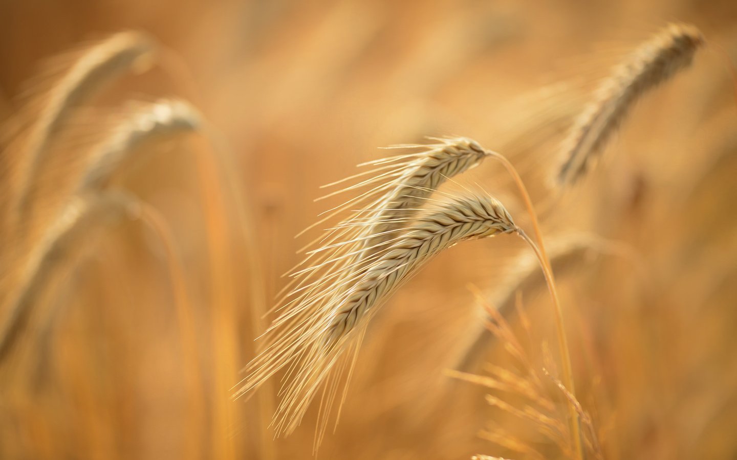 Обои природа, макро, фон, поле, лето, зерна, колосья, пшеница, nature, macro, background, field, summer, grain, ears, wheat разрешение 2048x1363 Загрузить