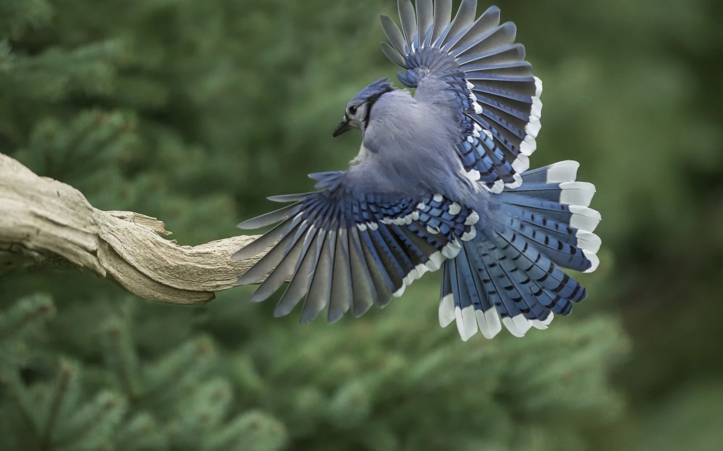 Обои крылья, птица, перья, коряга, хвост, голубая сойка, wings, bird, feathers, snag, tail, blue jay разрешение 2048x1365 Загрузить