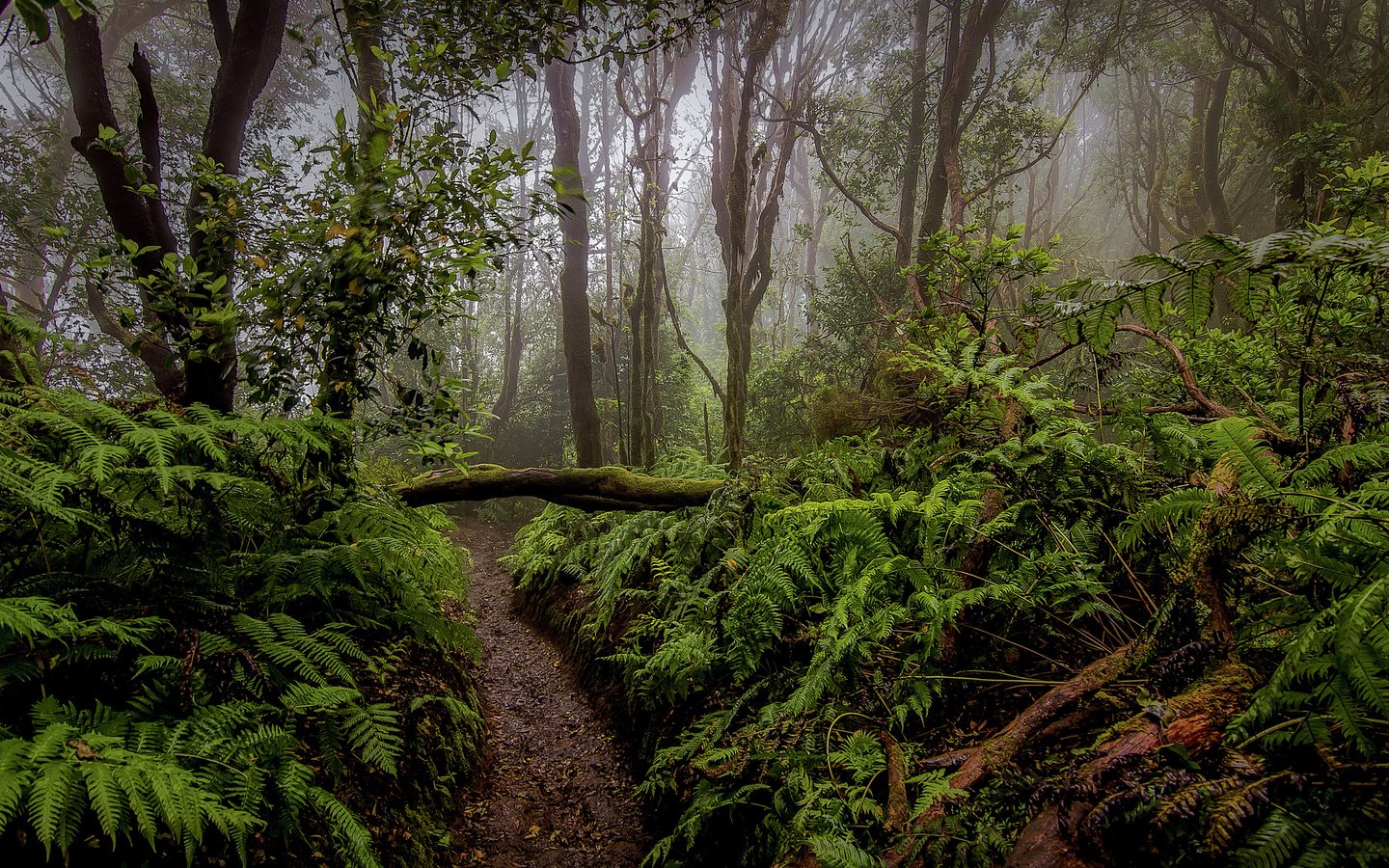 Обои деревья, природа, лес, папоротник, тропики, растительность, trees, nature, forest, fern, tropics, vegetation разрешение 3775x2500 Загрузить