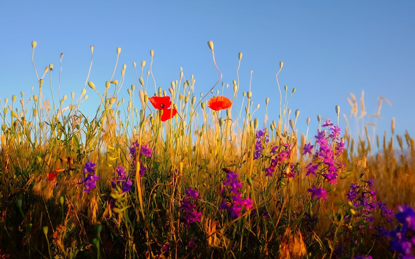 Обои небо, цветы, трава, растения, полевые цветы, the sky, flowers, grass, plants, wildflowers разрешение 1920x1279 Загрузить