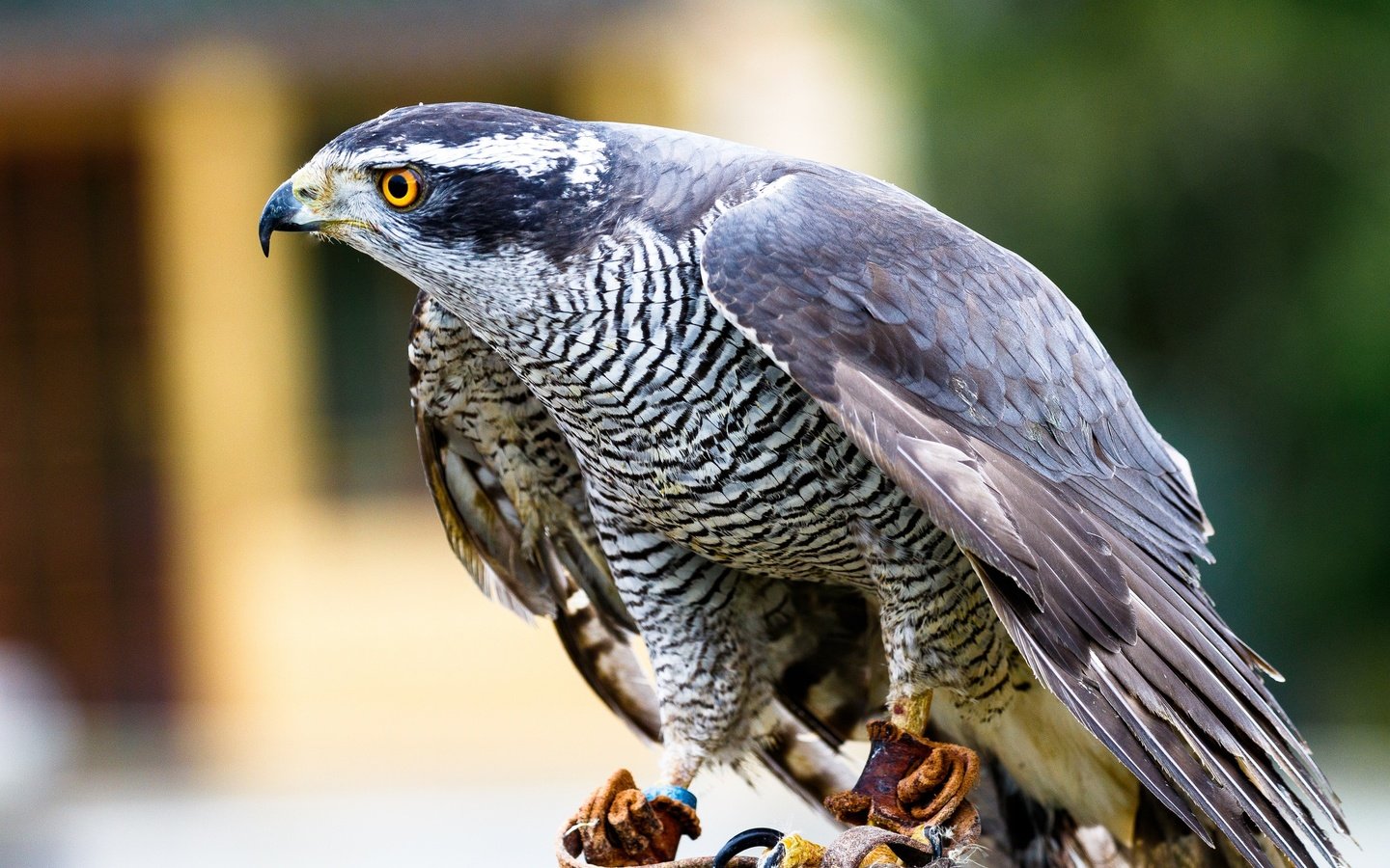 Обои птица, клюв, перья, ястреб-тетеревятник, хищная птица, bird, beak, feathers, goshawk, bird of prey разрешение 2048x1344 Загрузить