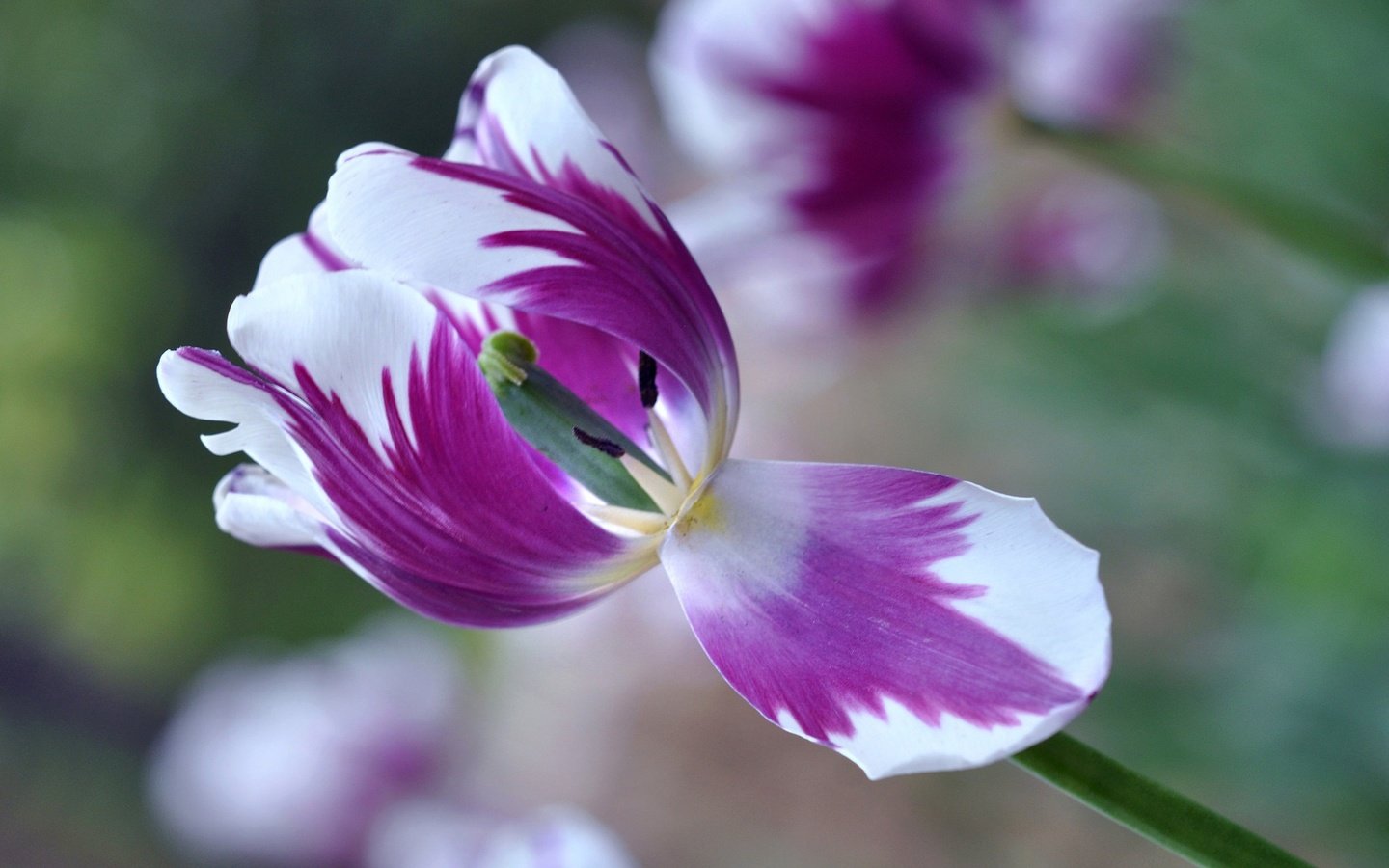 Обои макро, цветок, лепестки, размытость, весна, тюльпан, macro, flower, petals, blur, spring, tulip разрешение 2048x1360 Загрузить