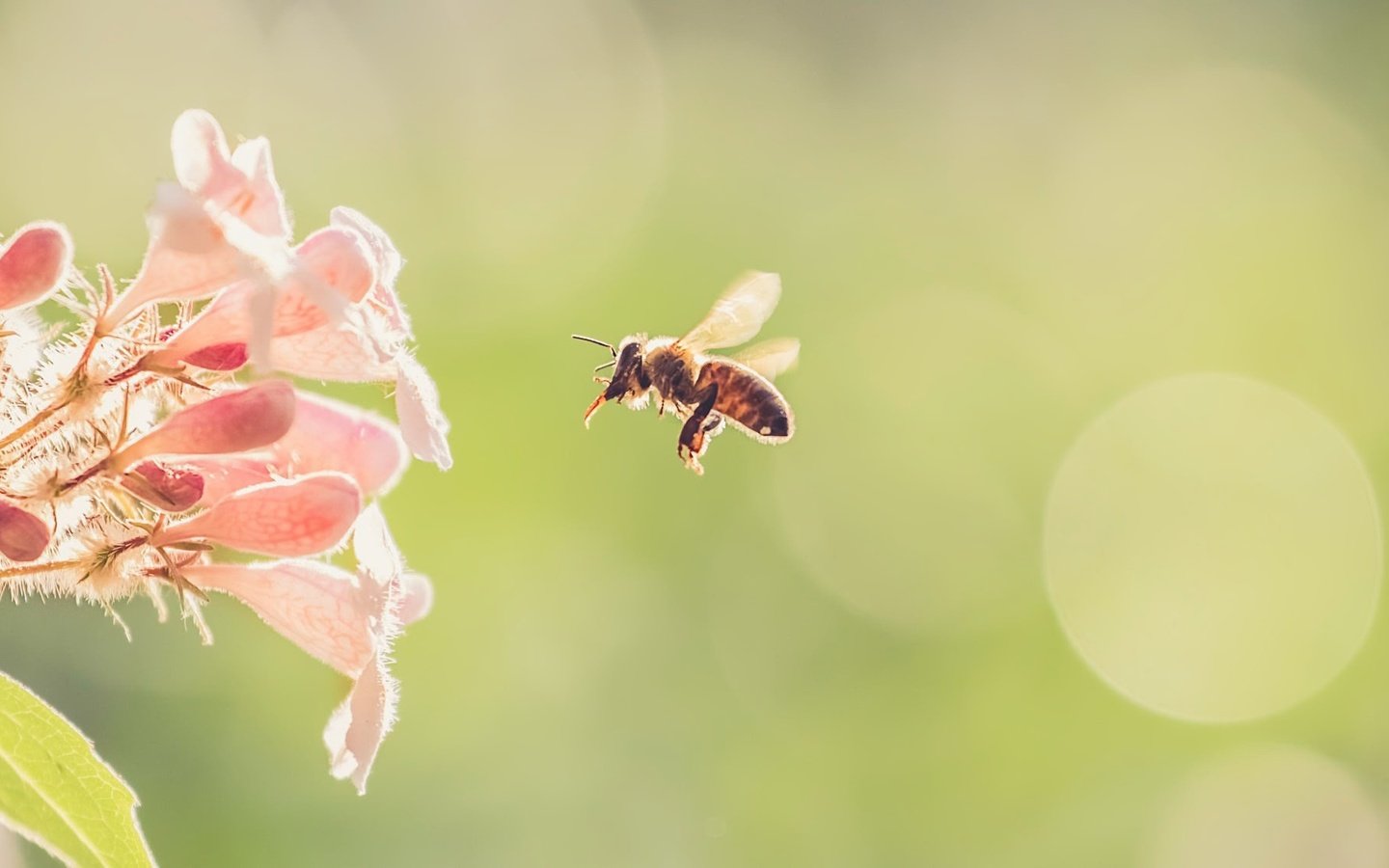 Обои цветы, природа, насекомое, фон, цветок, крылья, пчела, flowers, nature, insect, background, flower, wings, bee разрешение 2000x1125 Загрузить