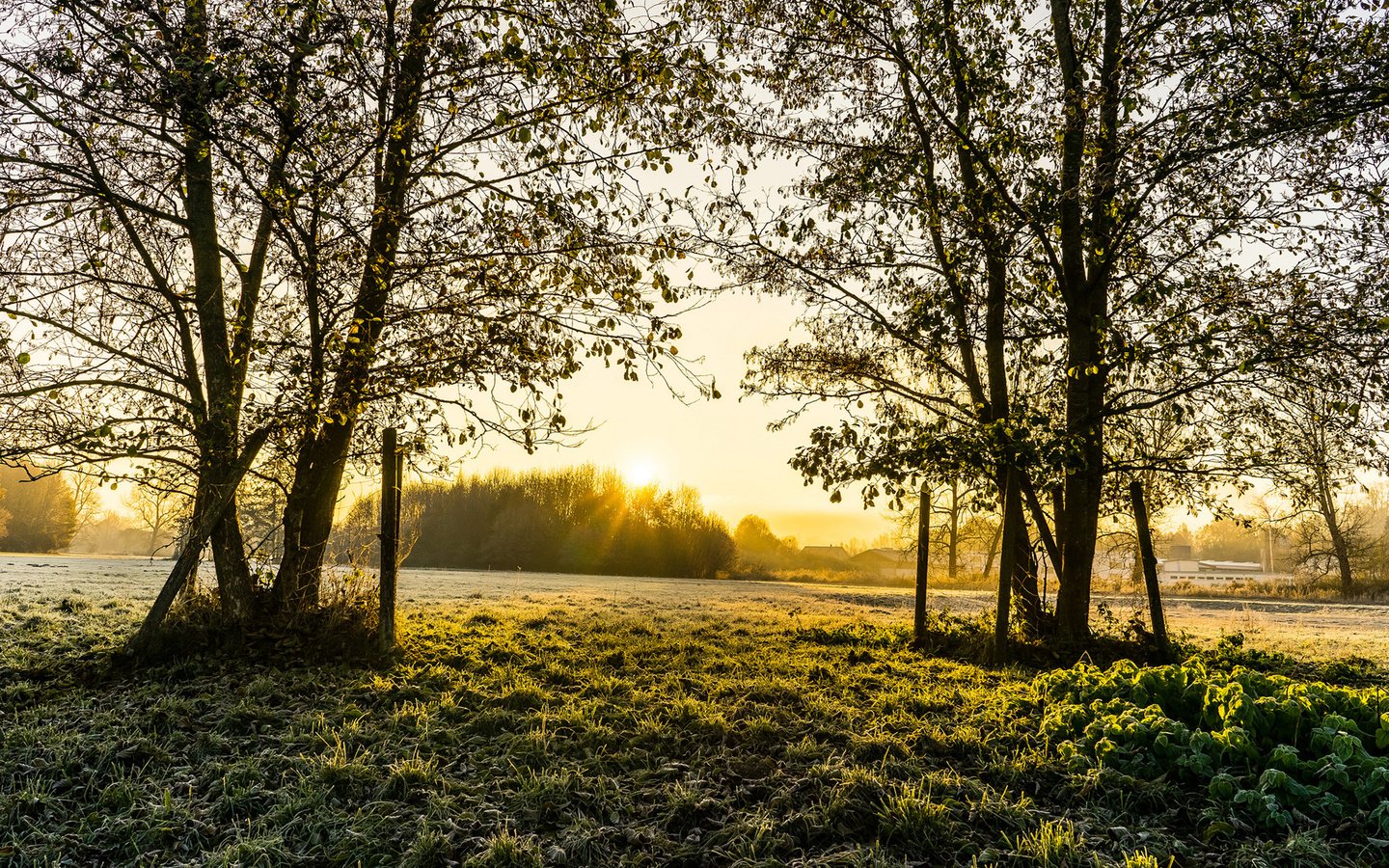 Обои деревья, природа, пейзаж, поле, весна, trees, nature, landscape, field, spring разрешение 1920x1200 Загрузить