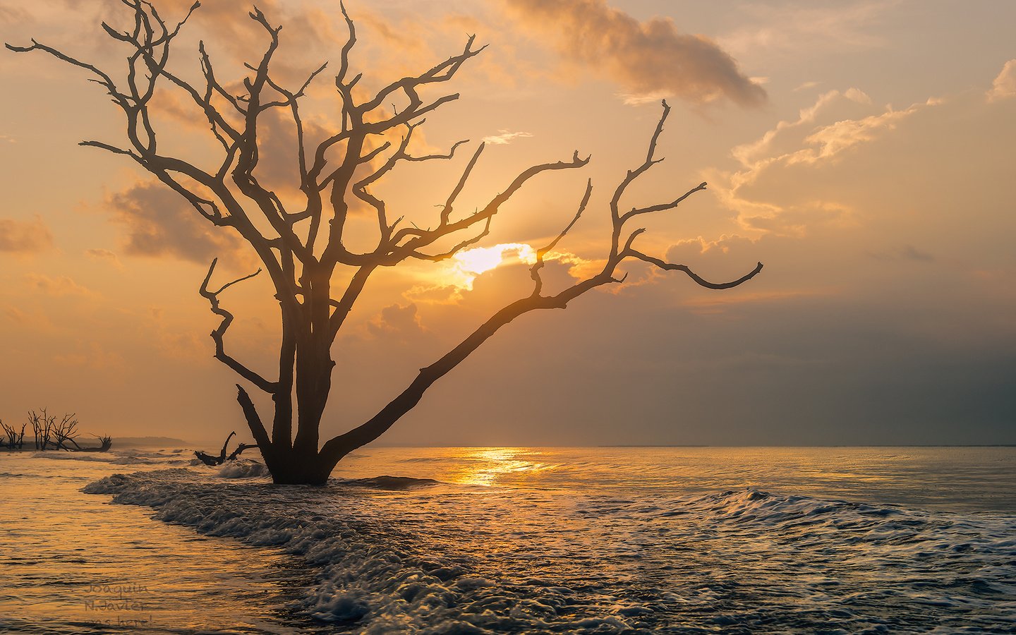 Обои природа, дерево, закат, море, океан, южная каролина, nature, tree, sunset, sea, the ocean, south carolina разрешение 2000x1335 Загрузить