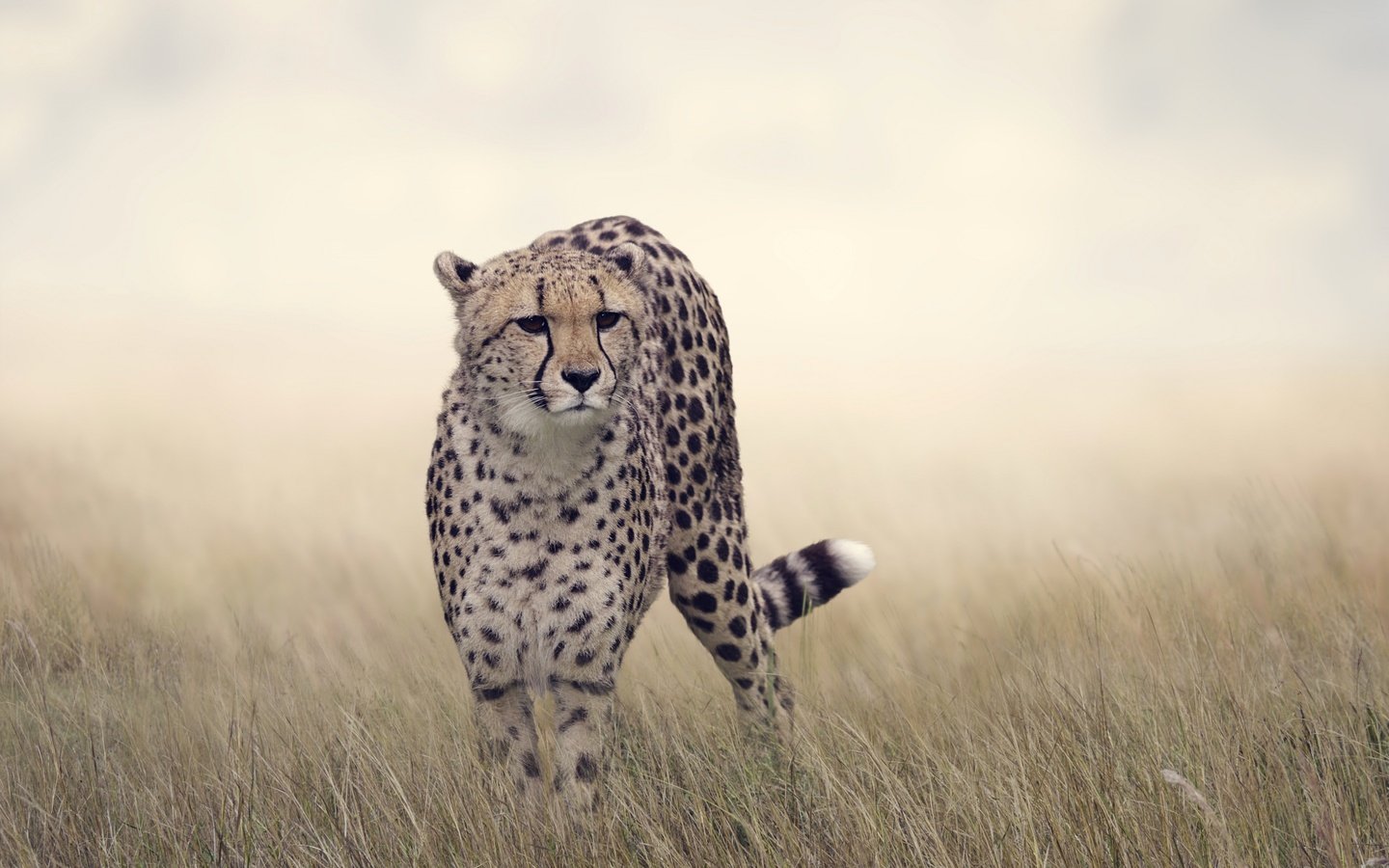 Обои трава, кошка, хищник, большая кошка, гепард, боке, grass, cat, predator, big cat, cheetah, bokeh разрешение 2880x1800 Загрузить