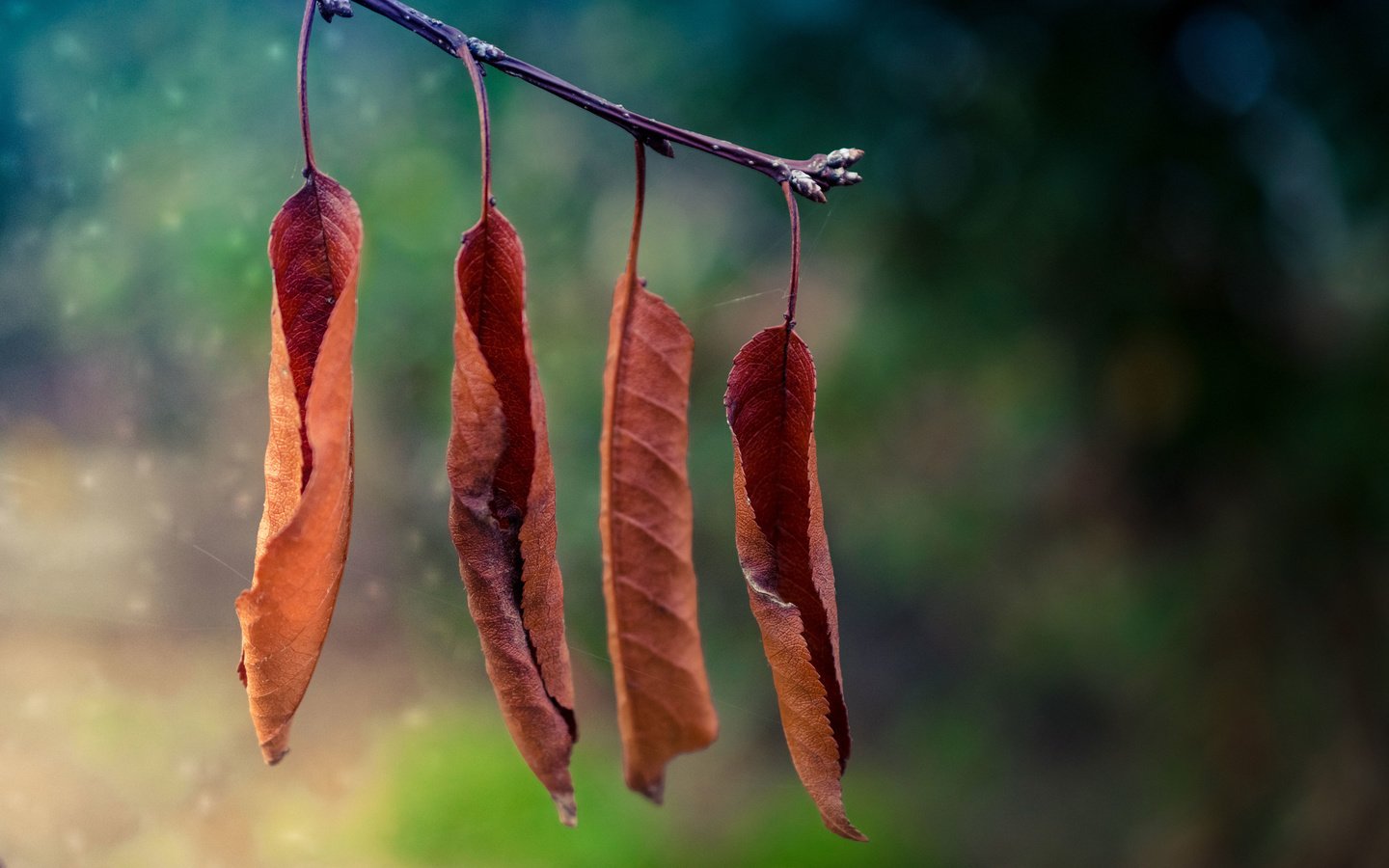 Обои ветка, природа, листья, макро, осень, branch, nature, leaves, macro, autumn разрешение 3840x2400 Загрузить