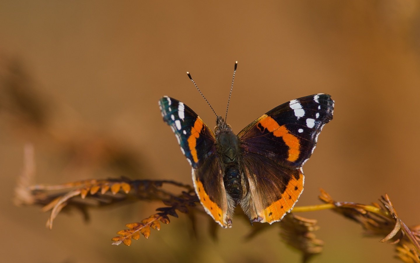 Обои макро, насекомое, фон, бабочка, крылья, веточка, macro, insect, background, butterfly, wings, sprig разрешение 3838x2542 Загрузить