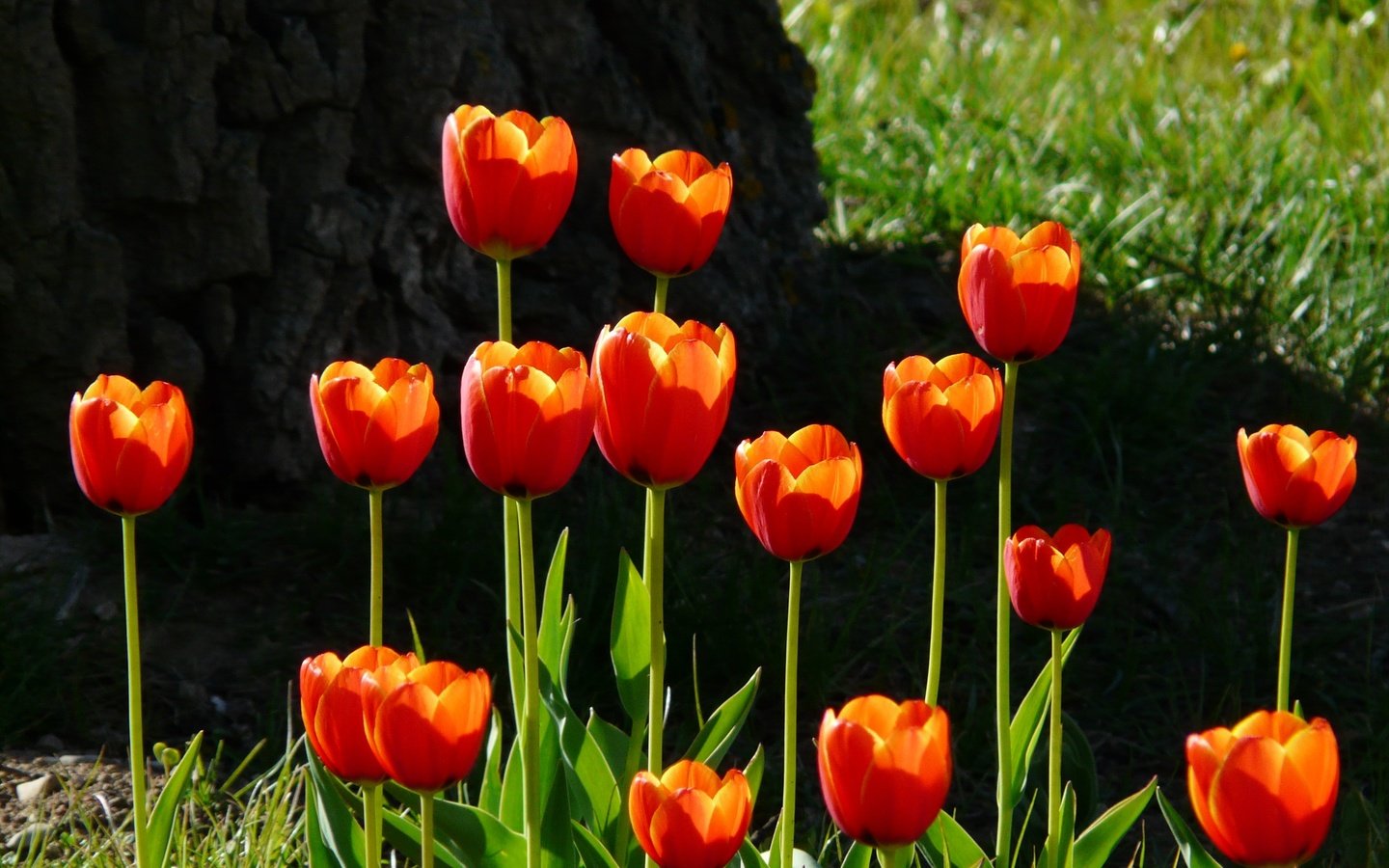 Обои цветы, трава, красные, весна, тюльпаны, flowers, grass, red, spring, tulips разрешение 3264x2448 Загрузить