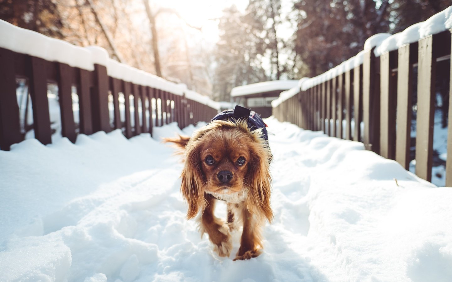 Обои снег, зима, собака, прогулка, спаниель, кокер-спаниель, snow, winter, dog, walk, spaniel, cocker spaniel разрешение 5000x3333 Загрузить