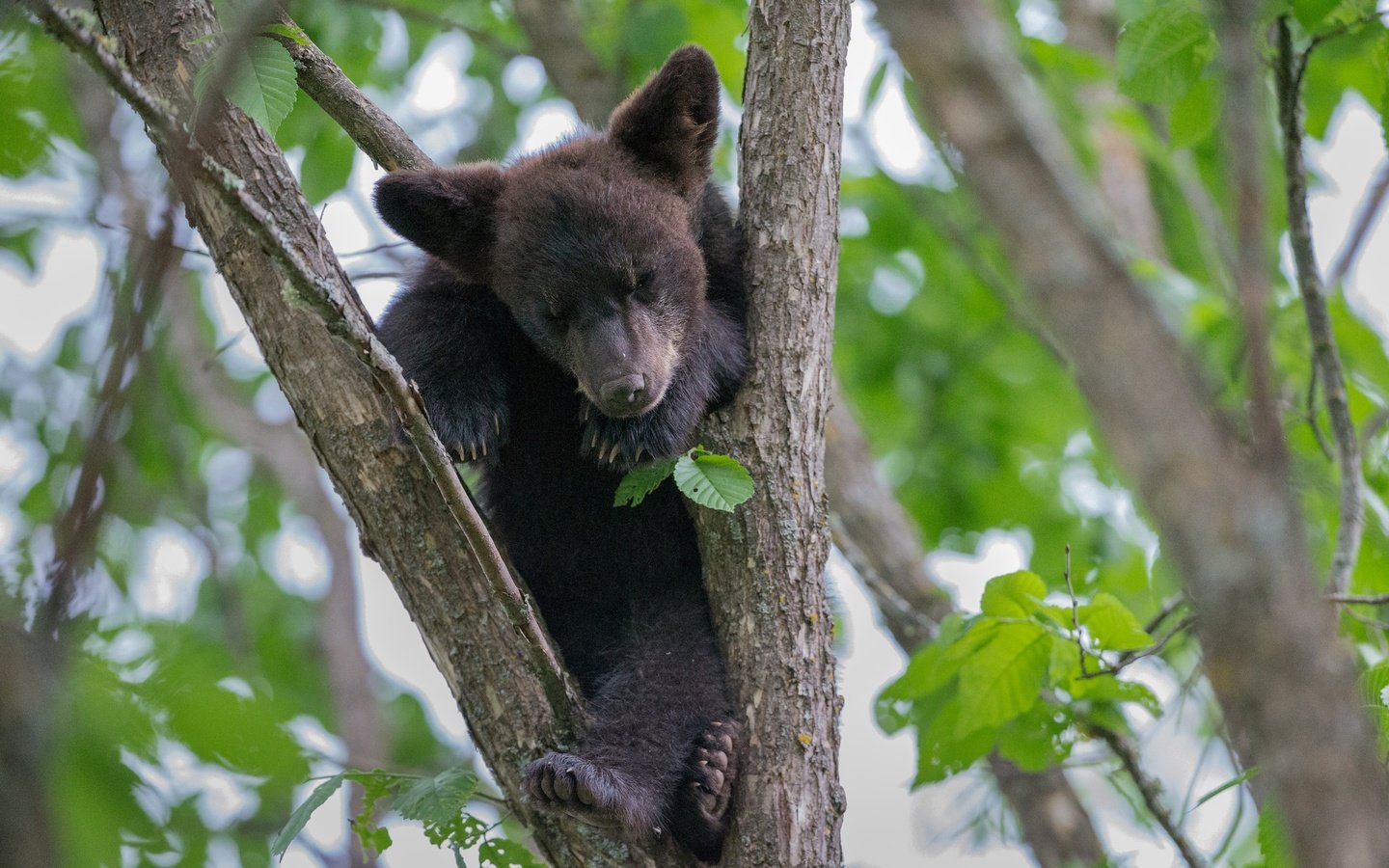 Обои дерево, листья, медведь, малыш, медвежонок, tree, leaves, bear, baby разрешение 2048x1278 Загрузить