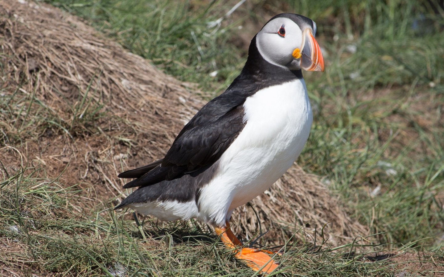 Обои трава, птица, клюв, перья, тупик, атлантический тупик, puffin, grass, bird, beak, feathers, stalled, atlantic puffin разрешение 3840x2160 Загрузить