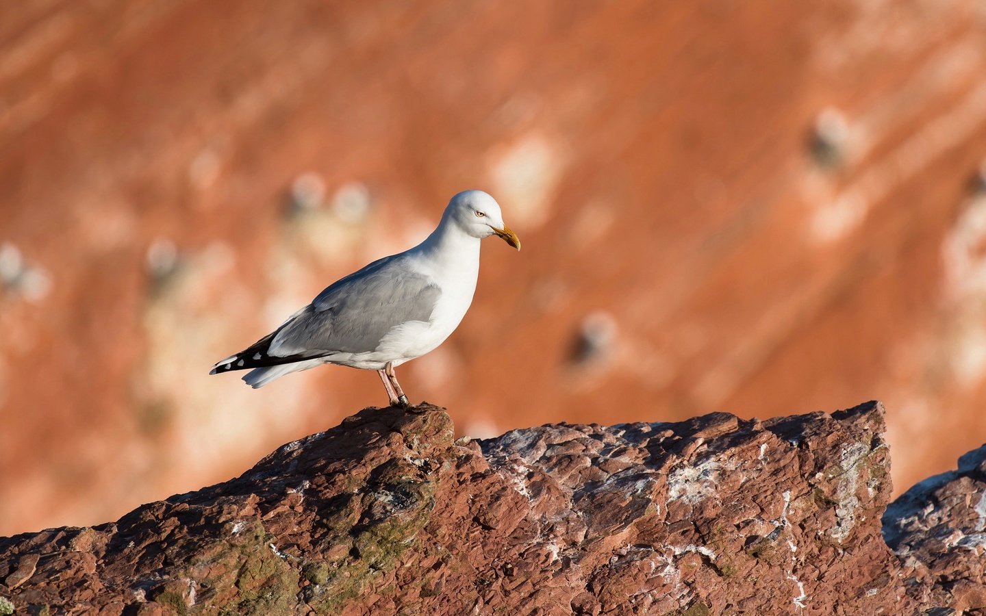 Обои скала, размытость, чайка, камень, птица, клюв, rock, blur, seagull, stone, bird, beak разрешение 2048x1293 Загрузить