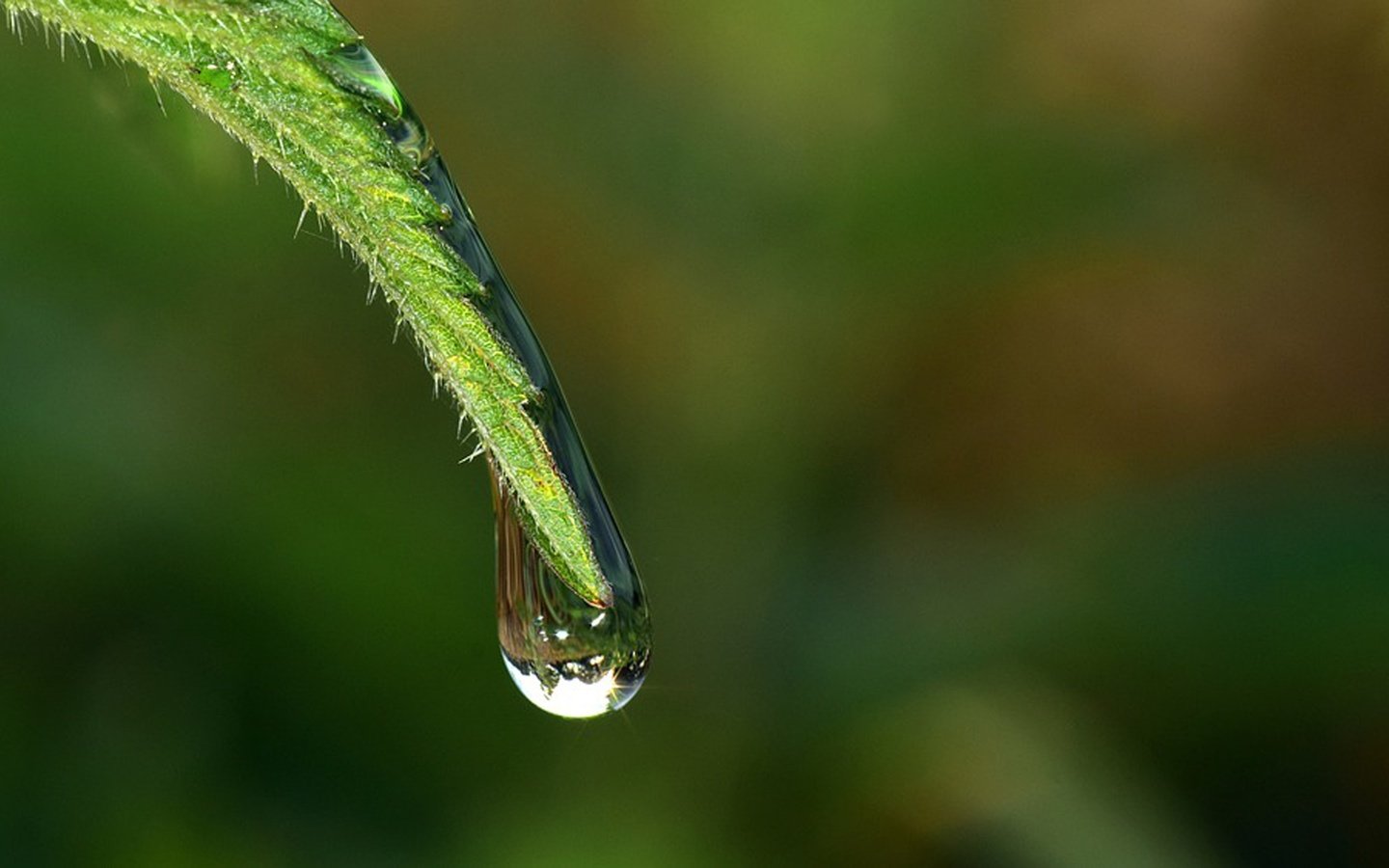 Обои трава, вода, природа, роса, капля, стебель, grass, water, nature, rosa, drop, stem разрешение 4000x2346 Загрузить