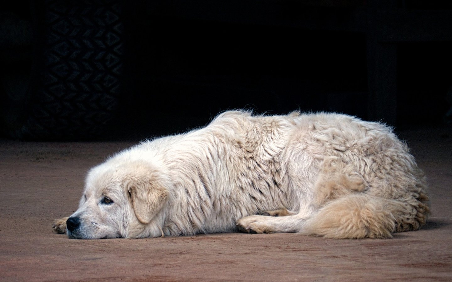 Обои собака, маремма, итальянская овчарка, dog, the maremma, italian shepherd разрешение 1920x1080 Загрузить