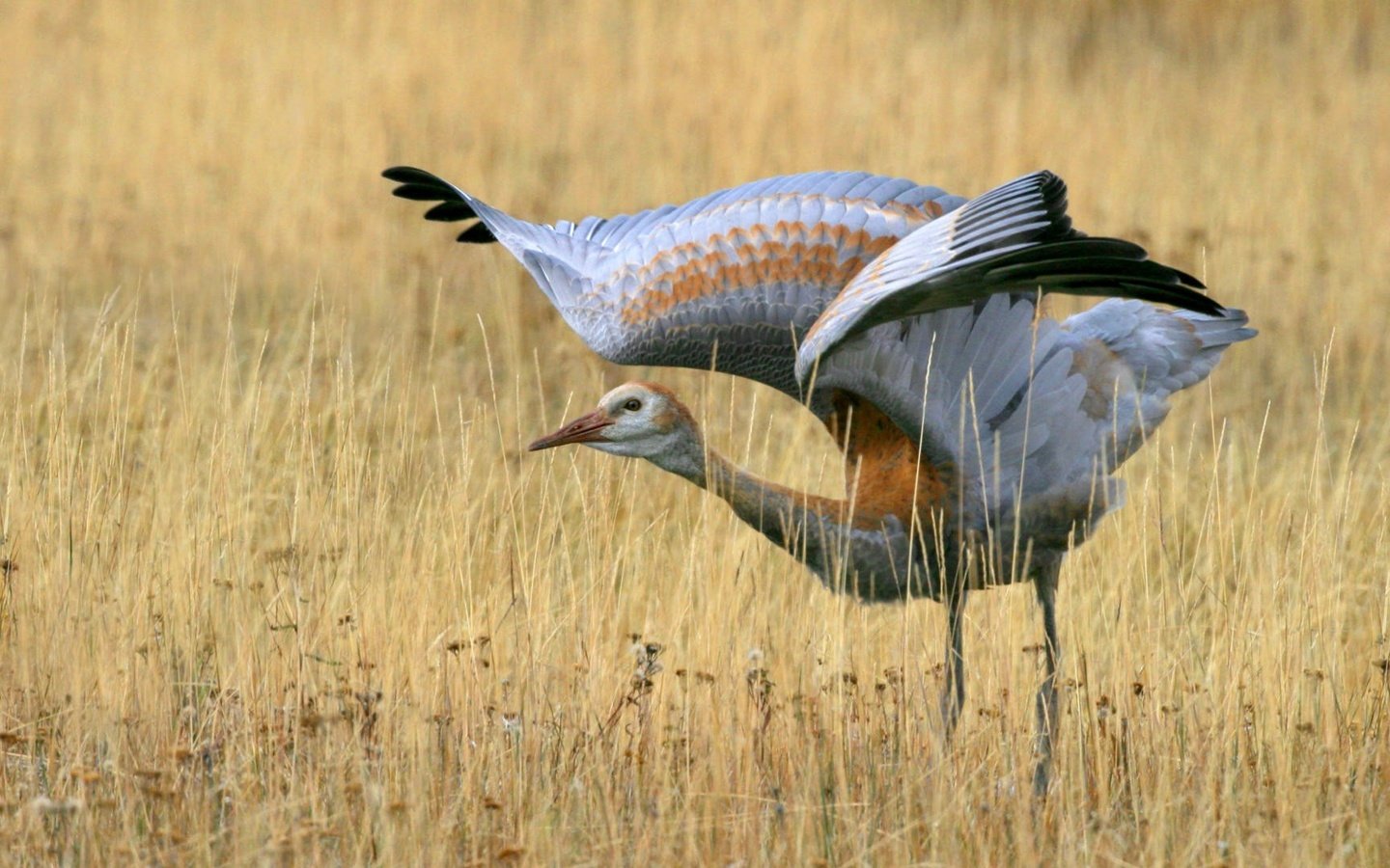 Обои трава, поле, крылья, птица, взмах, журавль, grass, field, wings, bird, stroke, crane разрешение 1920x1080 Загрузить