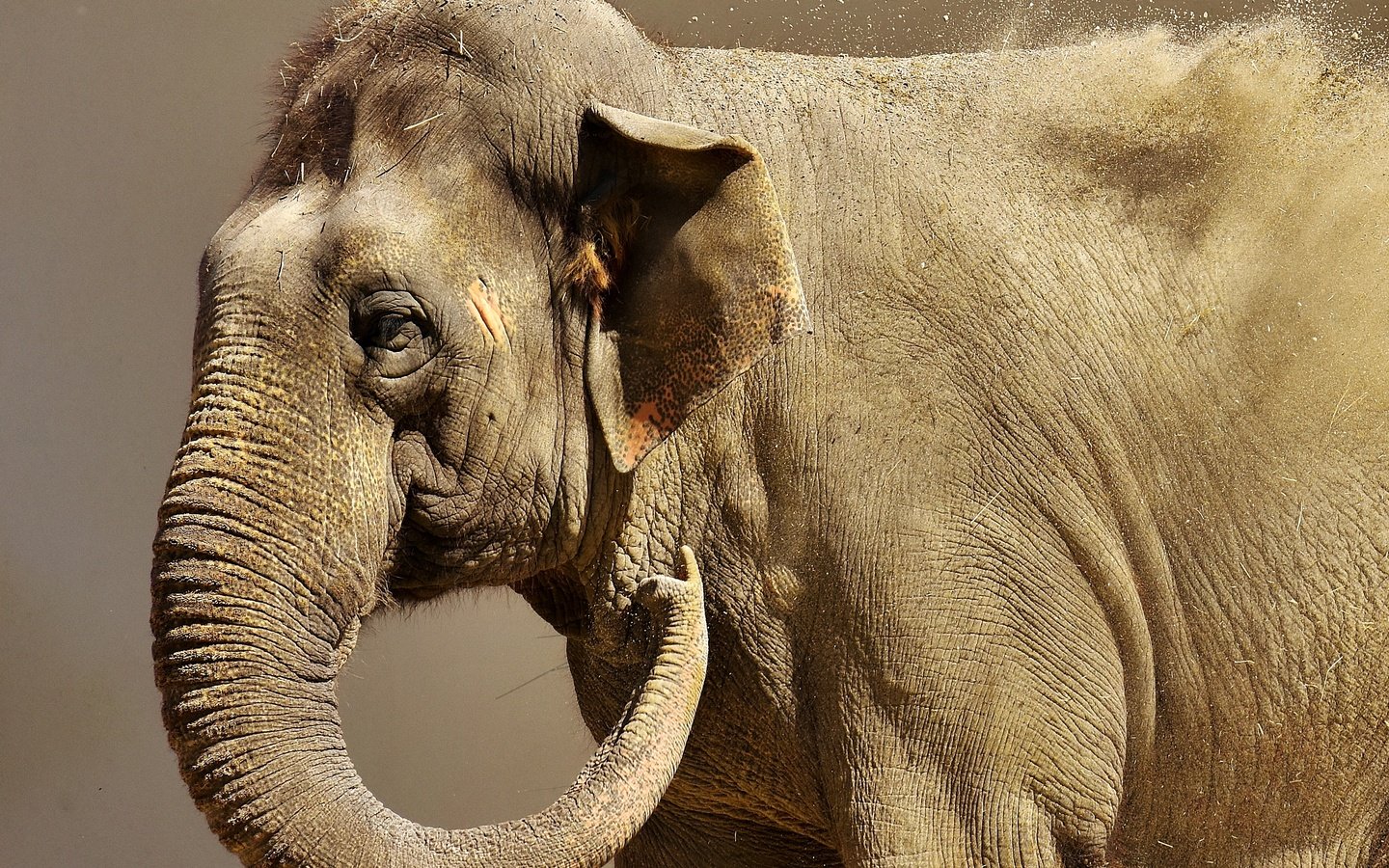 Обои слон, животное, хобот, elephant, animal, trunk разрешение 3166x2488 Загрузить