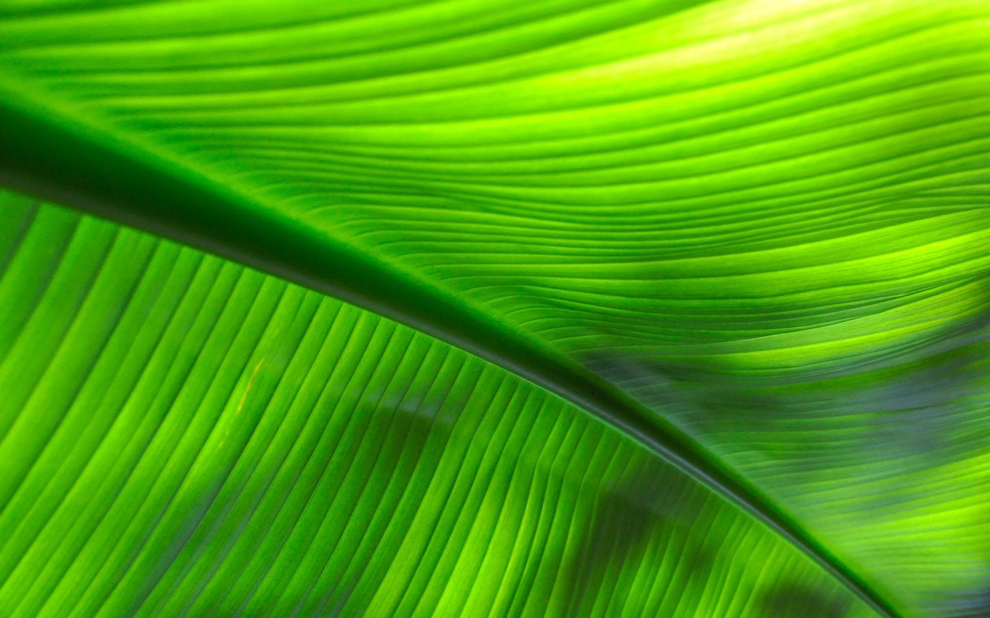 Обои макро, лист, прожилки, жилки, листик, close up, macro, sheet, veins, leaf разрешение 4288x2848 Загрузить