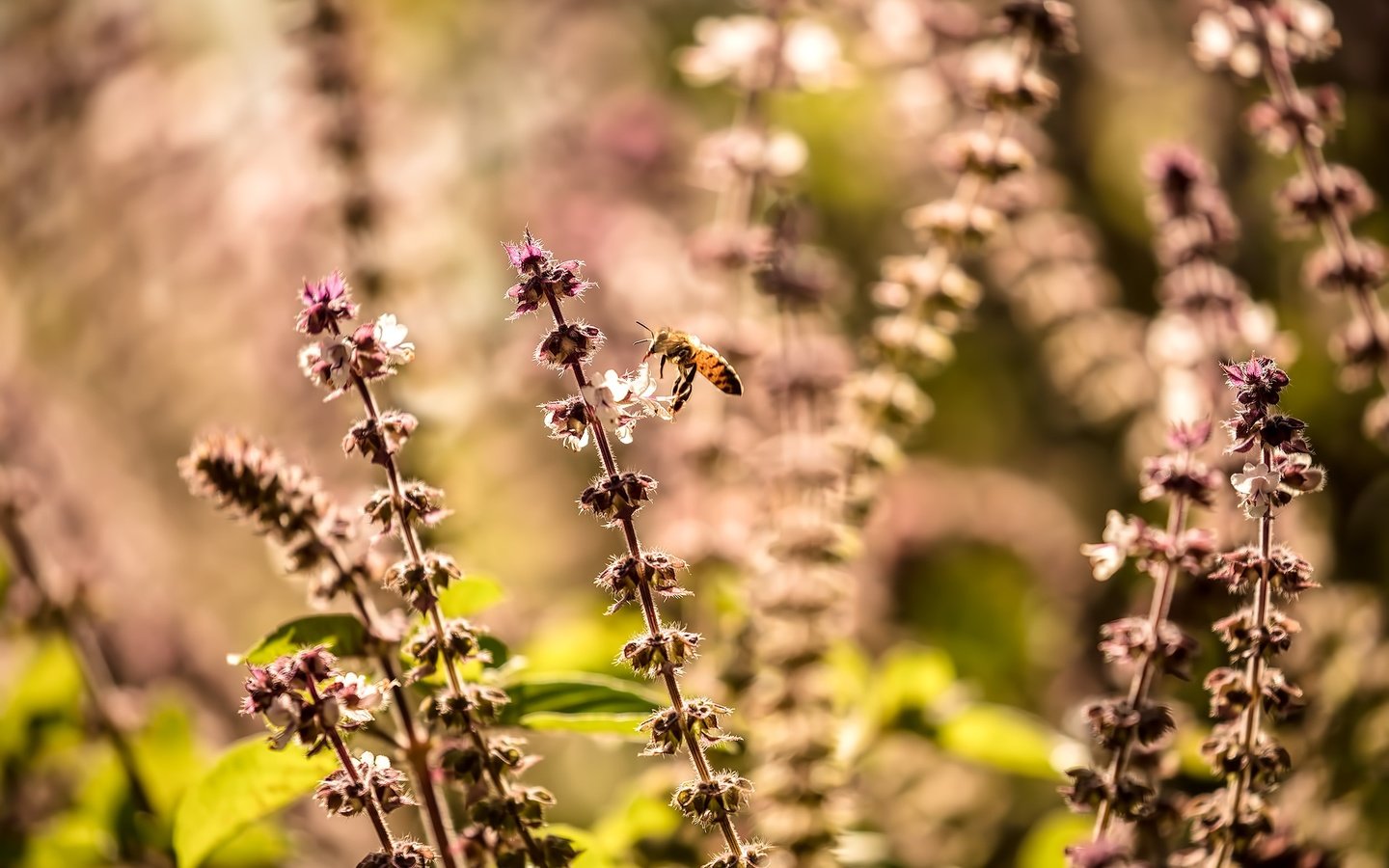 Обои природа, растения, макро, насекомое, размытость, пчела, полевые цветы, nature, plants, macro, insect, blur, bee, wildflowers разрешение 2500x1666 Загрузить