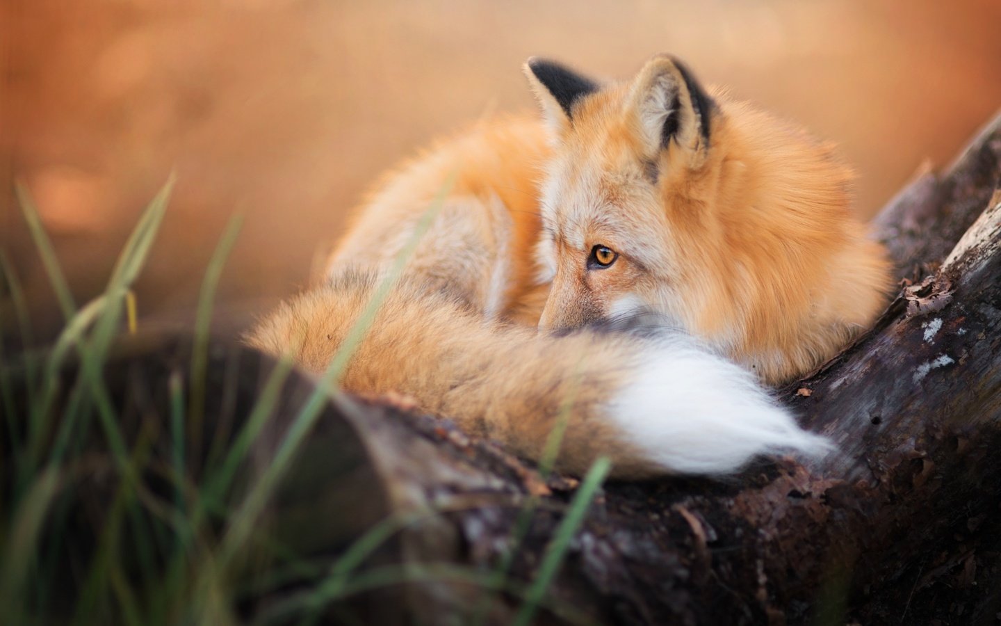 Обои лиса, хищник, лисица, животное, хвост, fox, predator, animal, tail разрешение 2048x1366 Загрузить