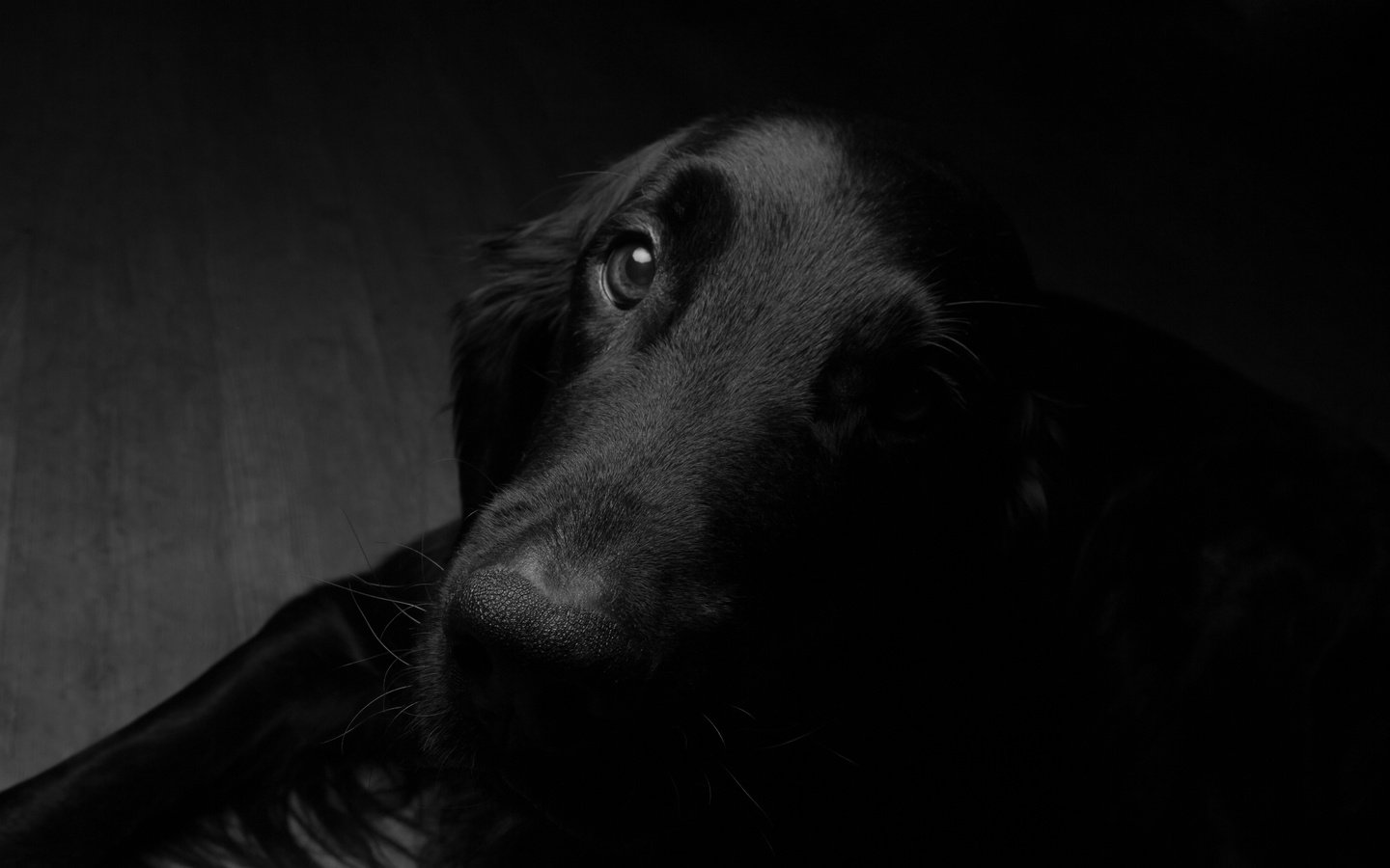 Обои мордочка, взгляд, чёрно-белое, собака, друг, muzzle, look, black and white, dog, each разрешение 4219x2813 Загрузить