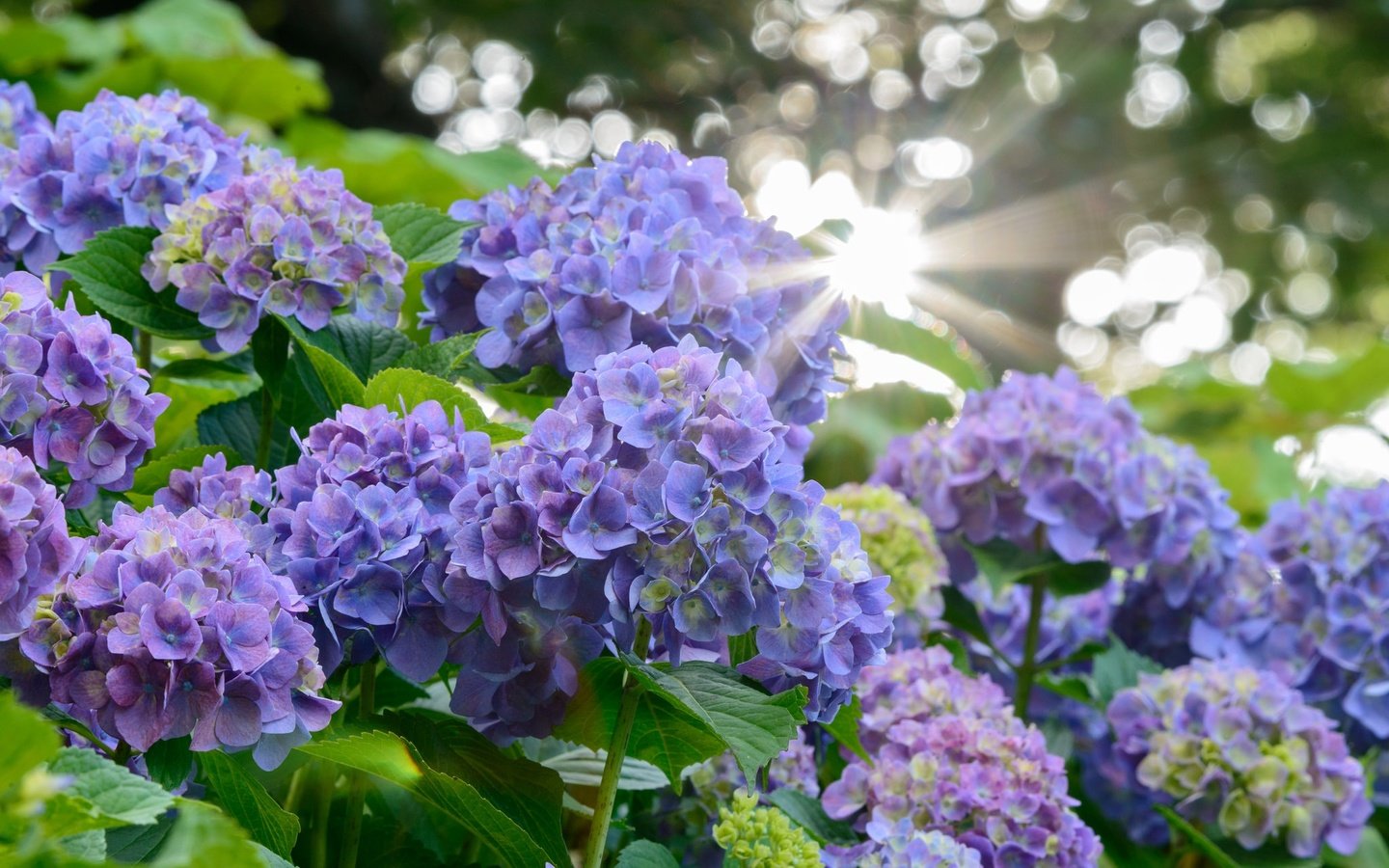 Обои цветы, лучи солнца, размытость, соцветия, гортензия, flowers, the rays of the sun, blur, inflorescence, hydrangea разрешение 2048x1367 Загрузить