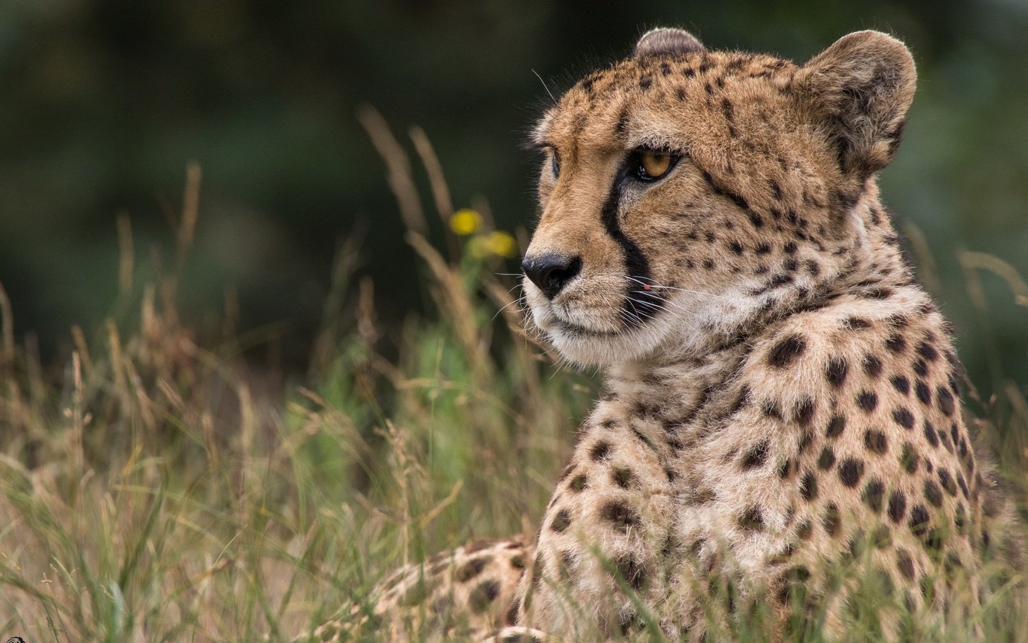 Обои морда, трава, взгляд, хищник, гепард, дикая кошка, face, grass, look, predator, cheetah, wild cat разрешение 5720x3813 Загрузить