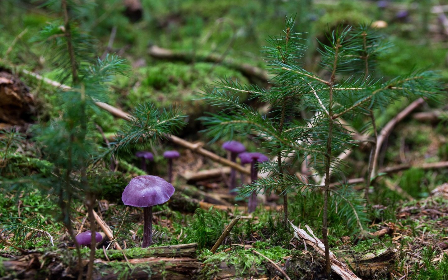 Обои природа, хвоя, макро, грибы, елки, растение, nature, needles, macro, mushrooms, tree, plant разрешение 5184x3456 Загрузить