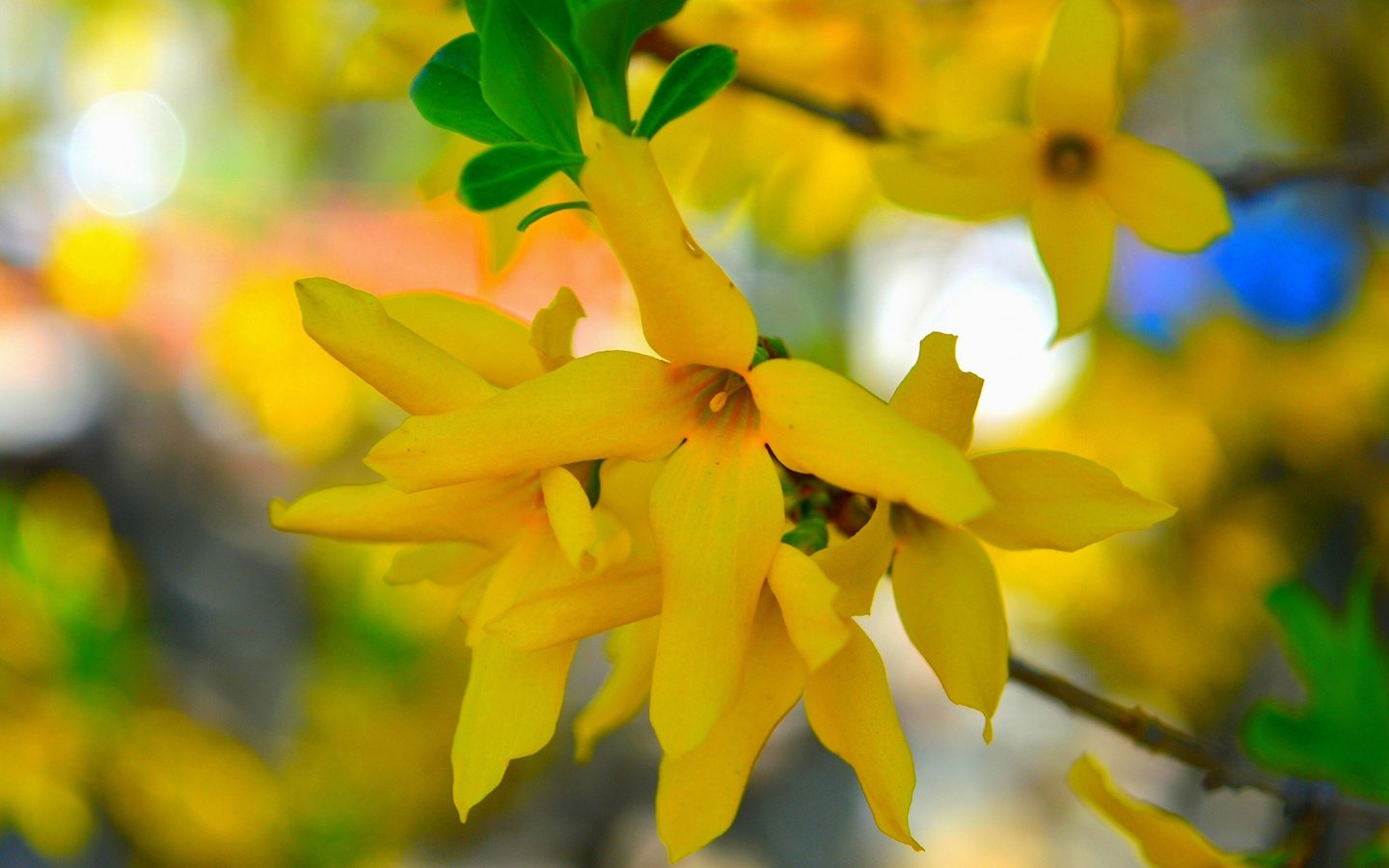 Обои цветы, макро, весна, жёлтые цветочки, flowers, macro, spring, yellow flowers разрешение 2112x1188 Загрузить