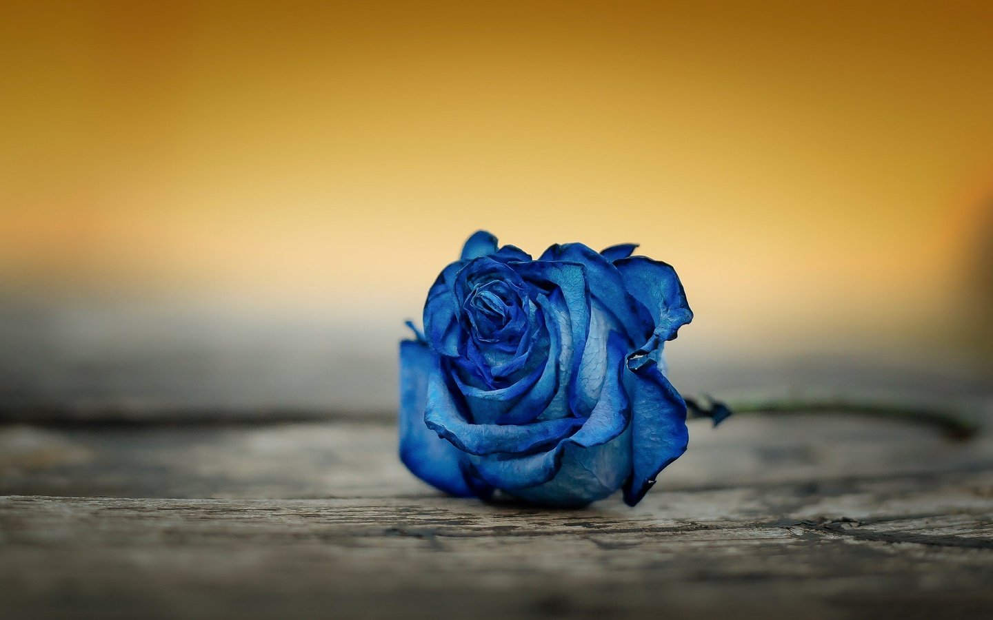 Обои макро, фон, роза, бутон, синяя, macro, background, rose, bud, blue разрешение 2048x1366 Загрузить