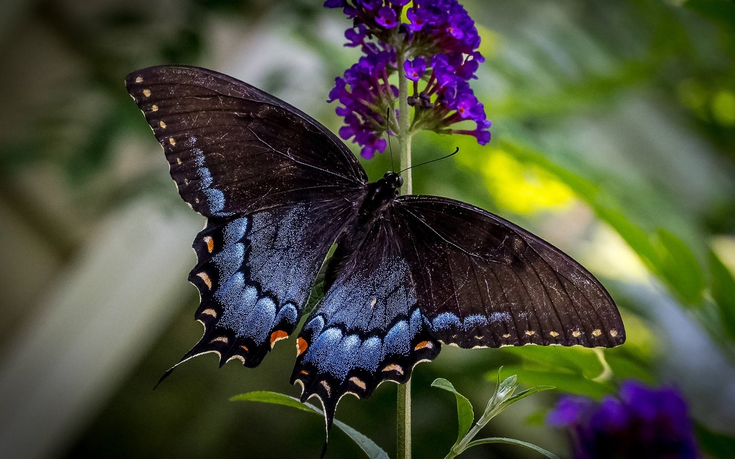 Обои цветы, макро, бабочка, крылья, flowers, macro, butterfly, wings разрешение 2048x1365 Загрузить