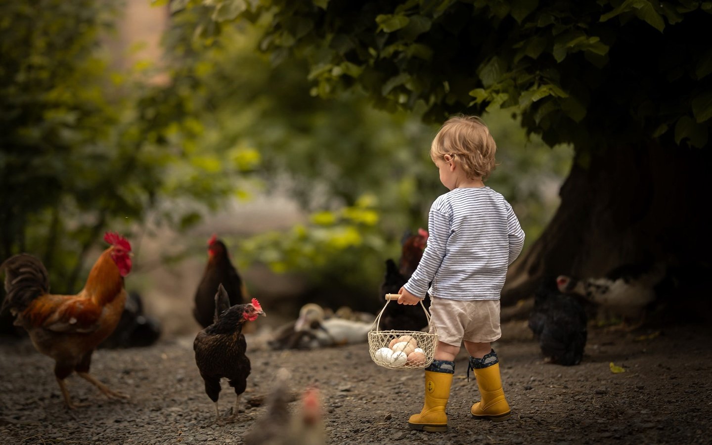 Обои мальчик, яйца, боке, курицы, boy, eggs, bokeh, chicken разрешение 2048x1365 Загрузить