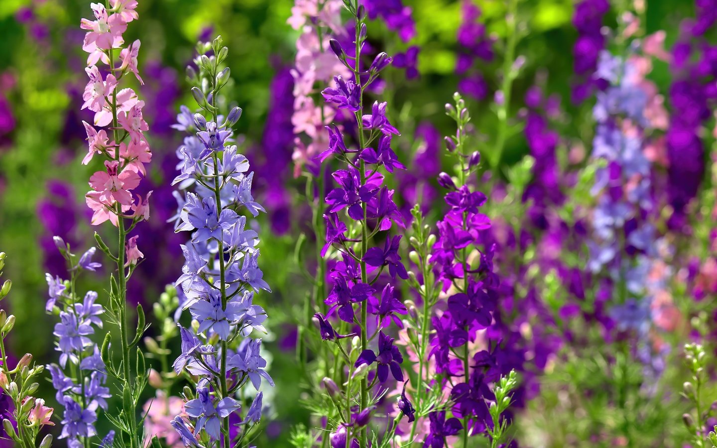 Обои цветы, стебли, дельфиниум, flowers, stems, delphinium разрешение 5184x3456 Загрузить