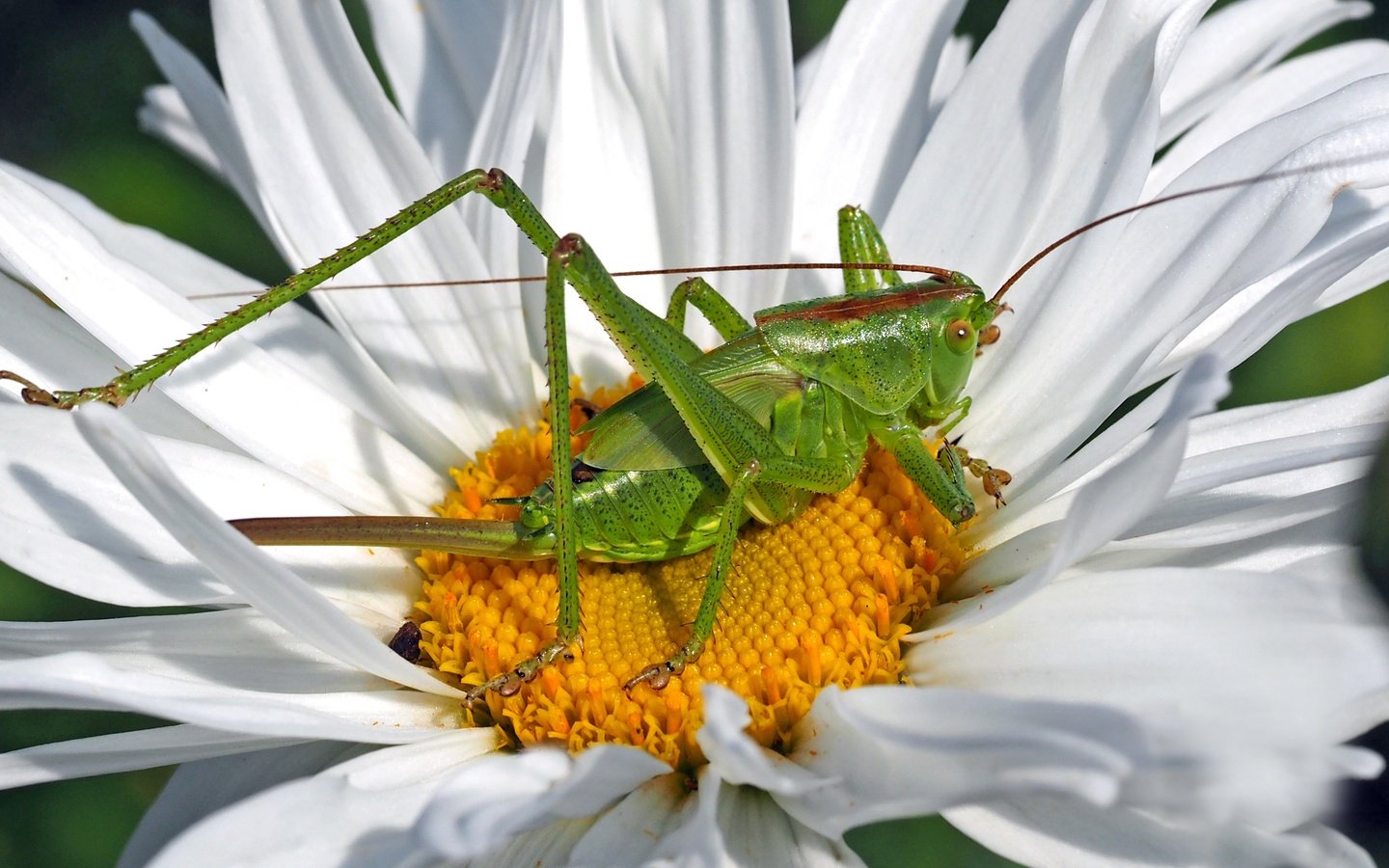 Обои зелёный, макро, насекомое, цветок, лепестки, ромашка, кузнечик, green, macro, insect, flower, petals, daisy, grasshopper разрешение 3316x1848 Загрузить