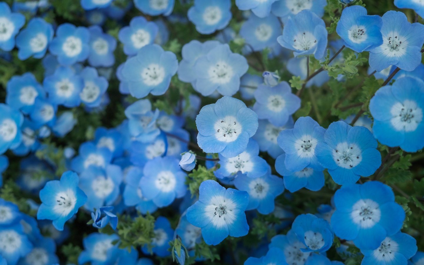 Обои цветы, голубые, немофила, flowers, blue, nemophila разрешение 4240x2384 Загрузить