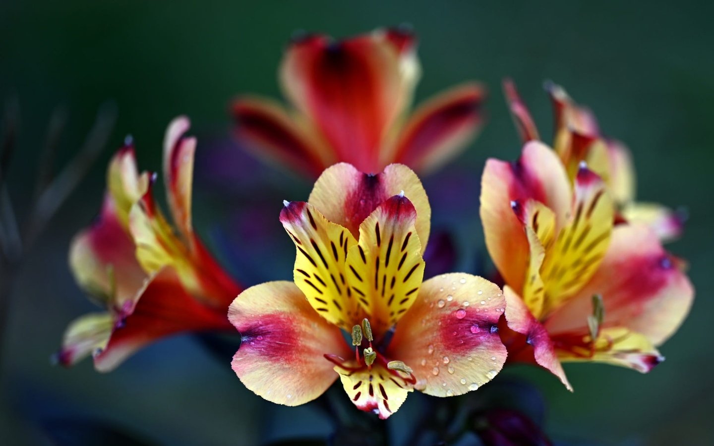 Обои цветы, капли, яркие, боке, альстромерия, flowers, drops, bright, bokeh, alstroemeria разрешение 2000x1198 Загрузить