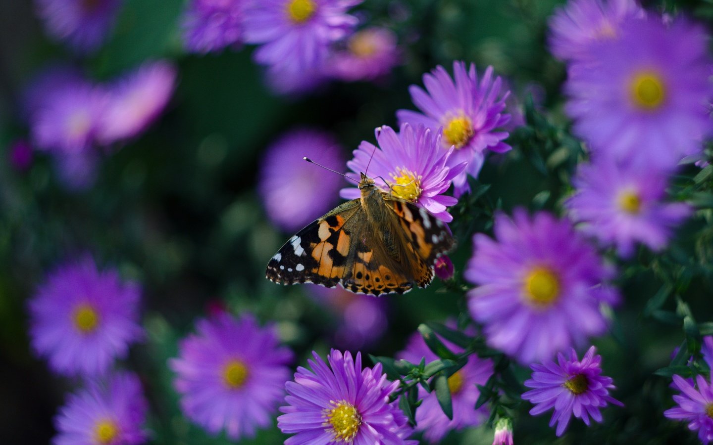 Обои цветы, макро, бабочка, куст, размытие, боке, сиреневые, астры, flowers, macro, butterfly, bush, blur, bokeh, lilac, asters разрешение 4928x3264 Загрузить